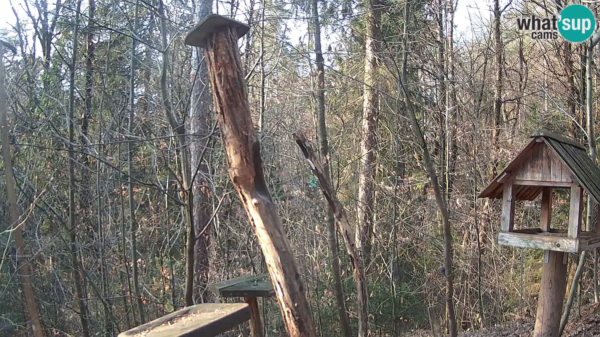 Hranilice za ptice u ZOO web kamera Ljubljana