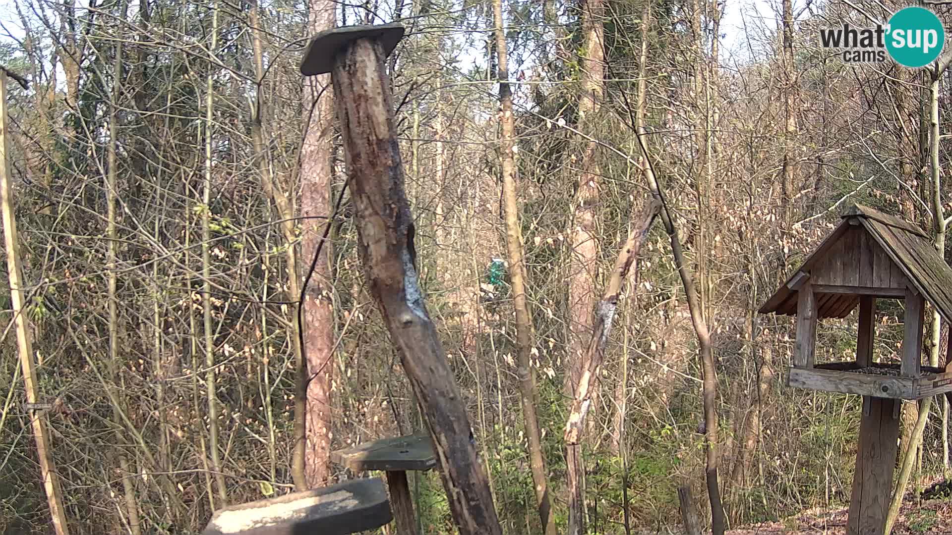 Vogelfutterhäuschen im ZOO webcam Ljubljana