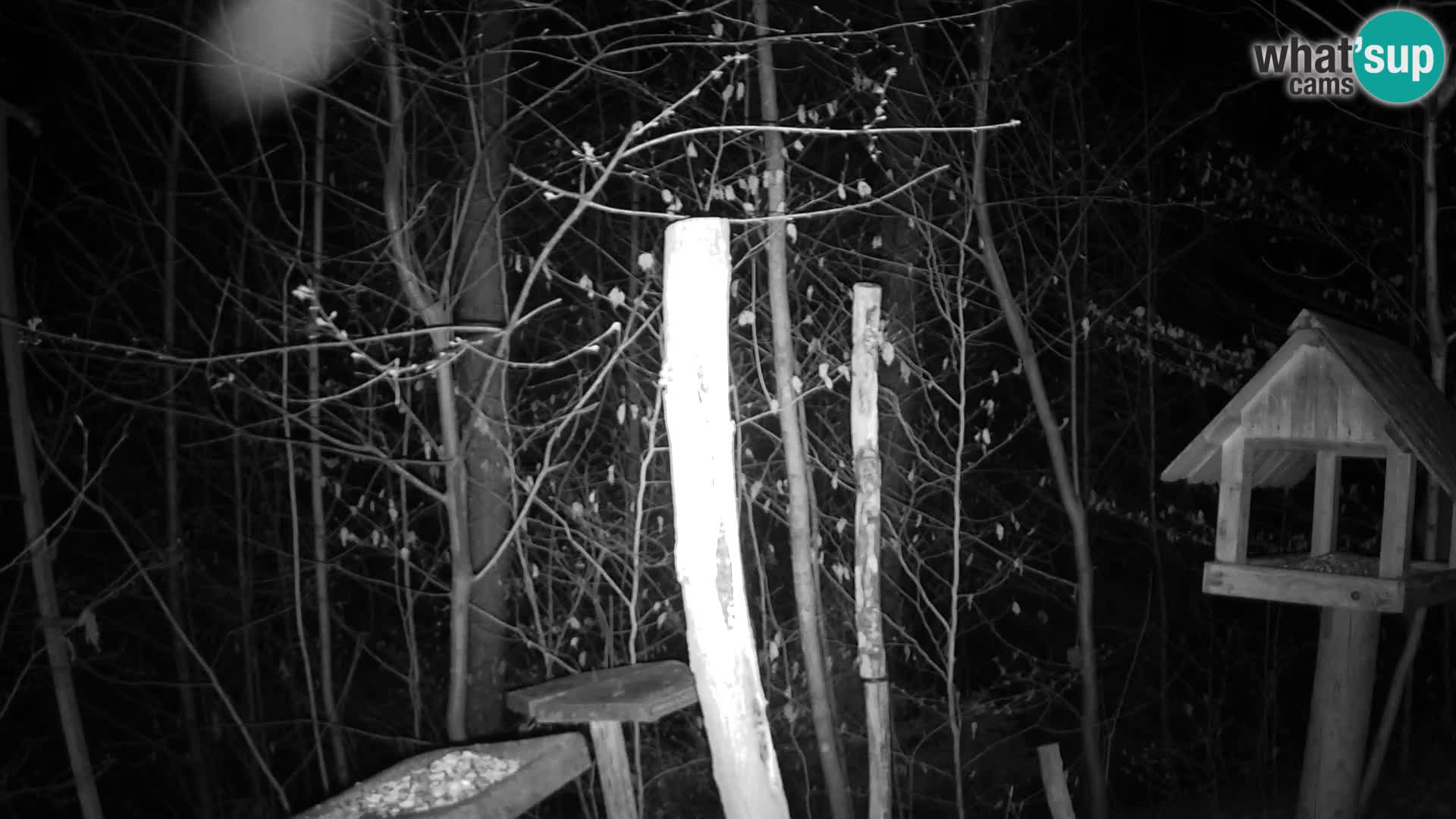 Mangiatoie per uccelli allo ZOO di Lubiana livecam