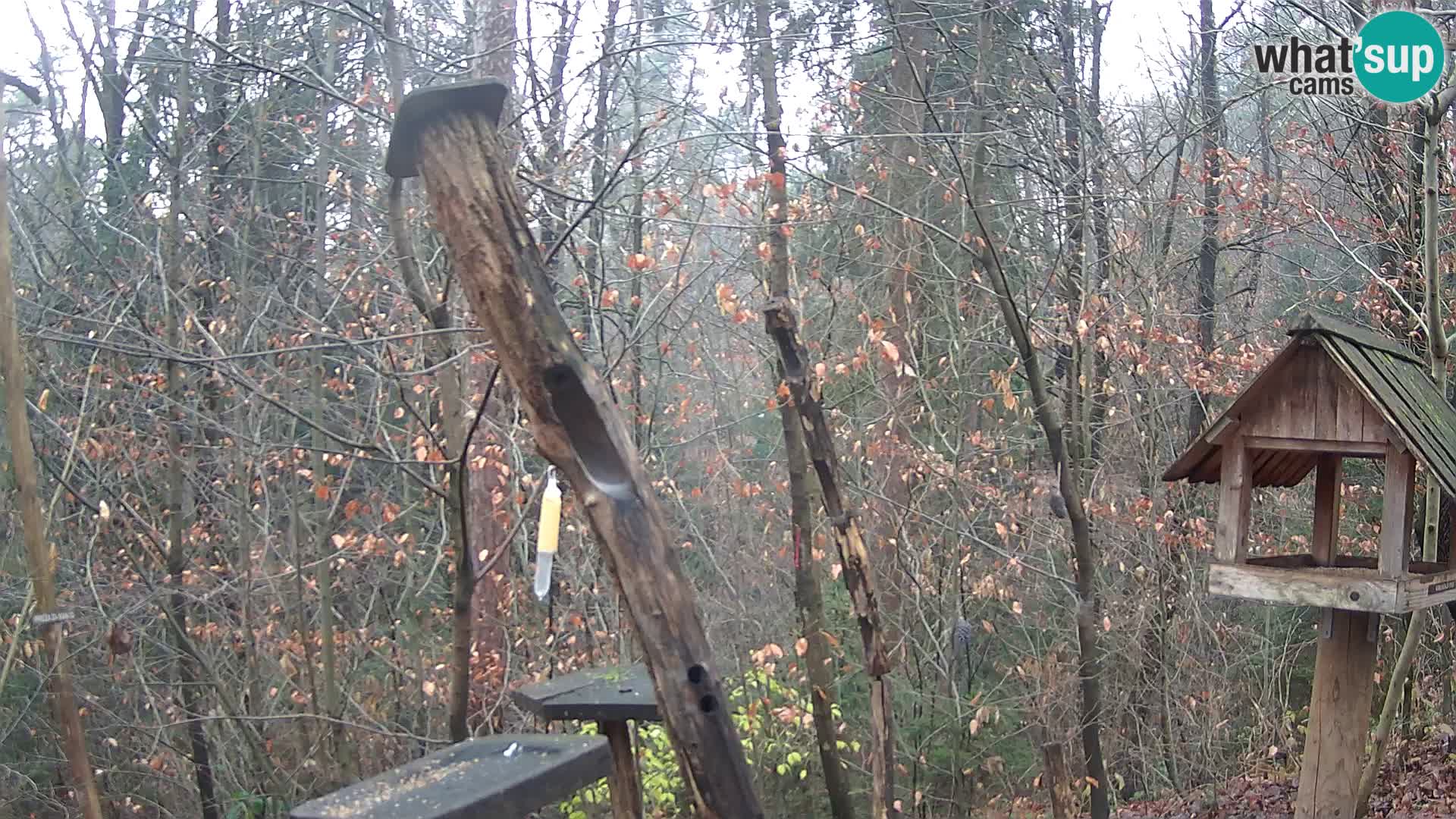 Mangiatoie per uccelli allo ZOO di Lubiana livecam