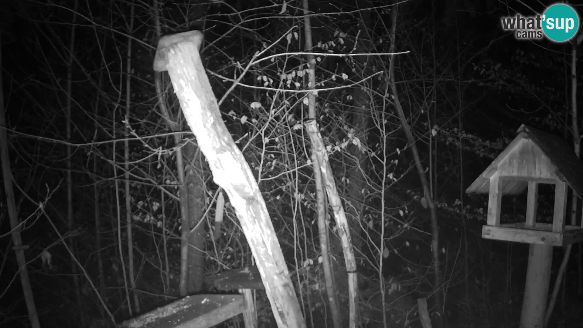 Mangiatoie per uccelli allo ZOO di Lubiana livecam