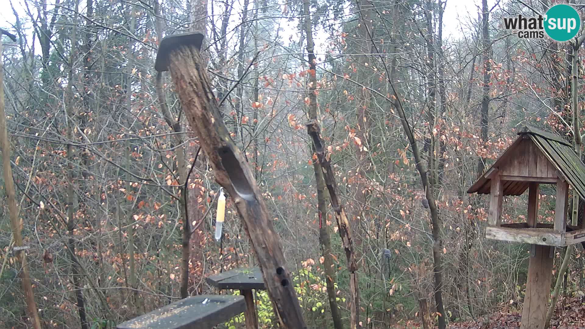 Hranilice za ptice u ZOO web kamera Ljubljana