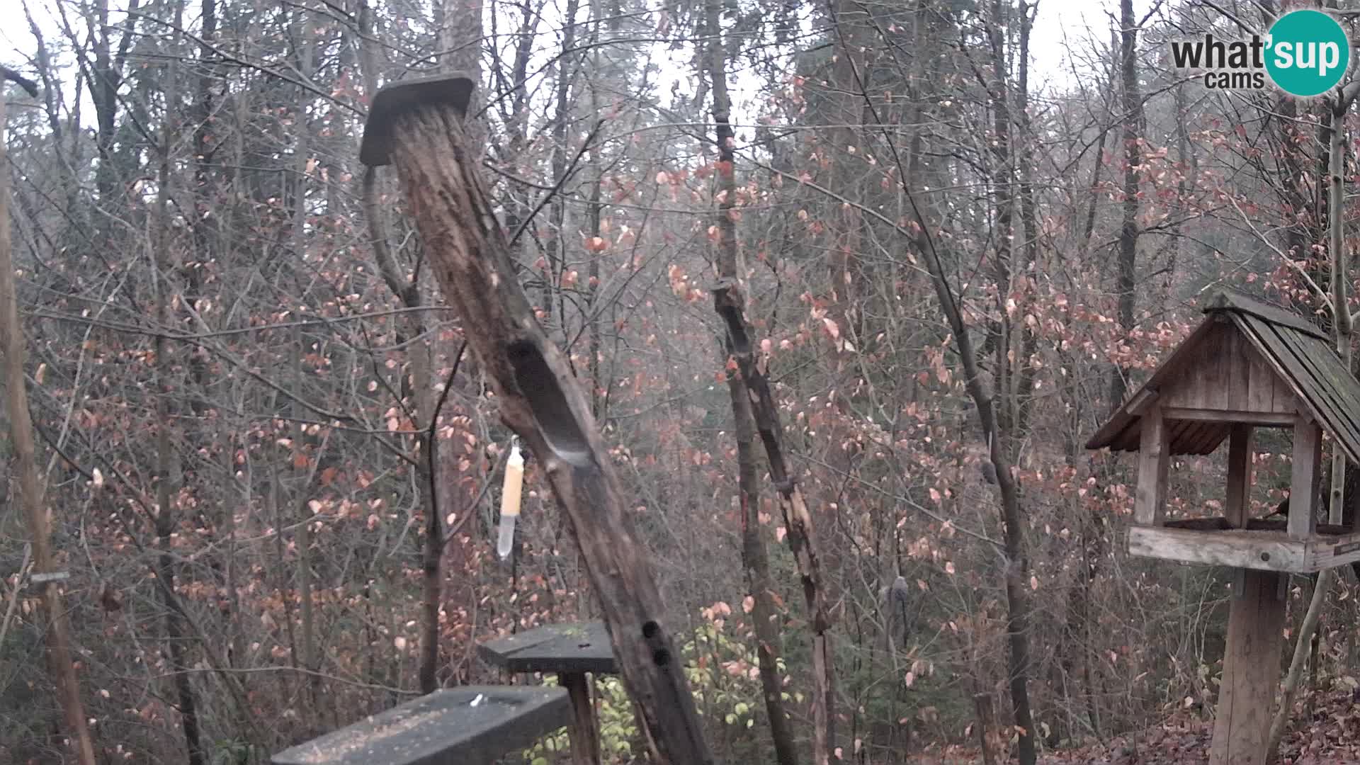Mangeoires pour oiseaux au ZOO live webcam Ljubljana