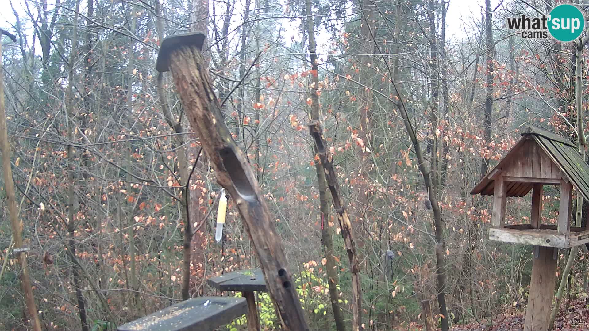 Mangiatoie per uccelli allo ZOO di Lubiana livecam