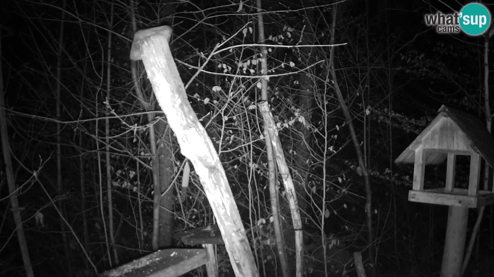 Mangiatoie per uccelli allo ZOO di Lubiana livecam