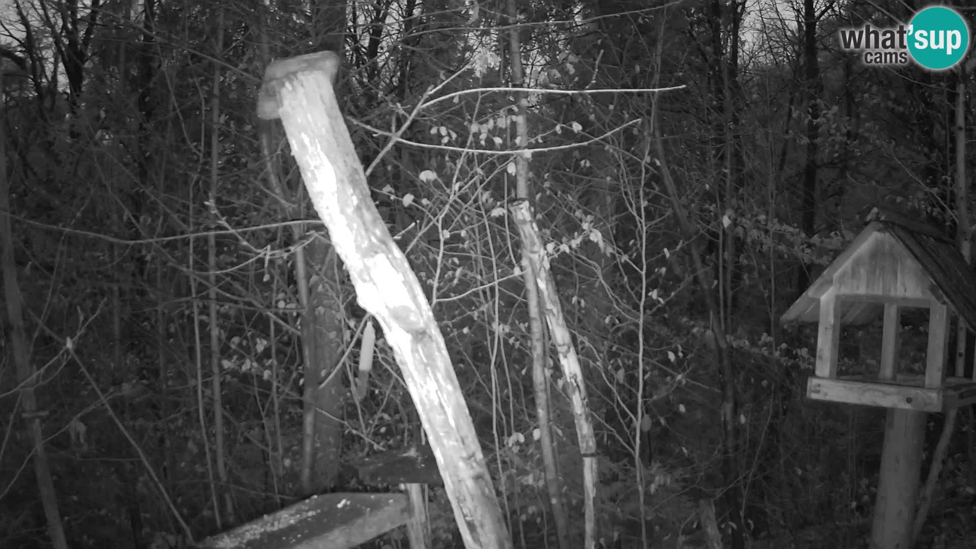 Bird feeders at ZOO Ljubljana webcam