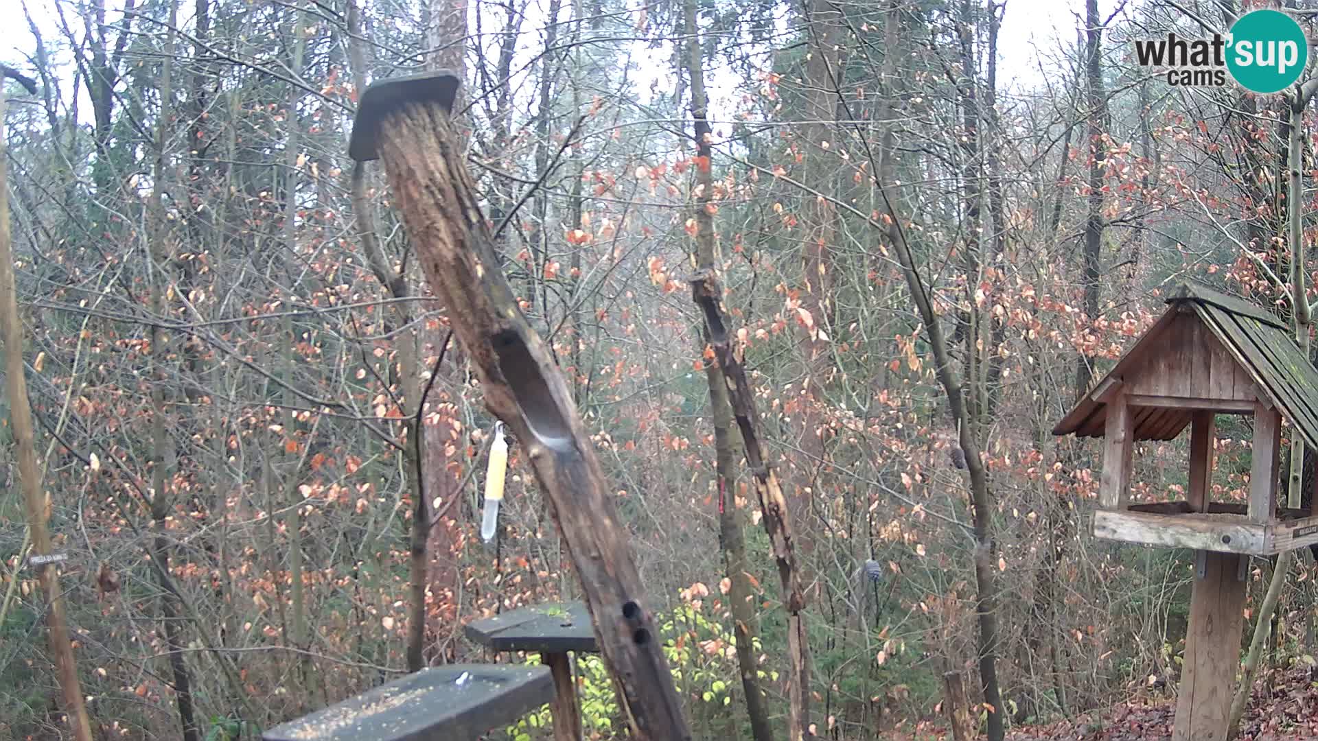 Krmilnice za ptiče v ZOO Ljubljana spletna kamera