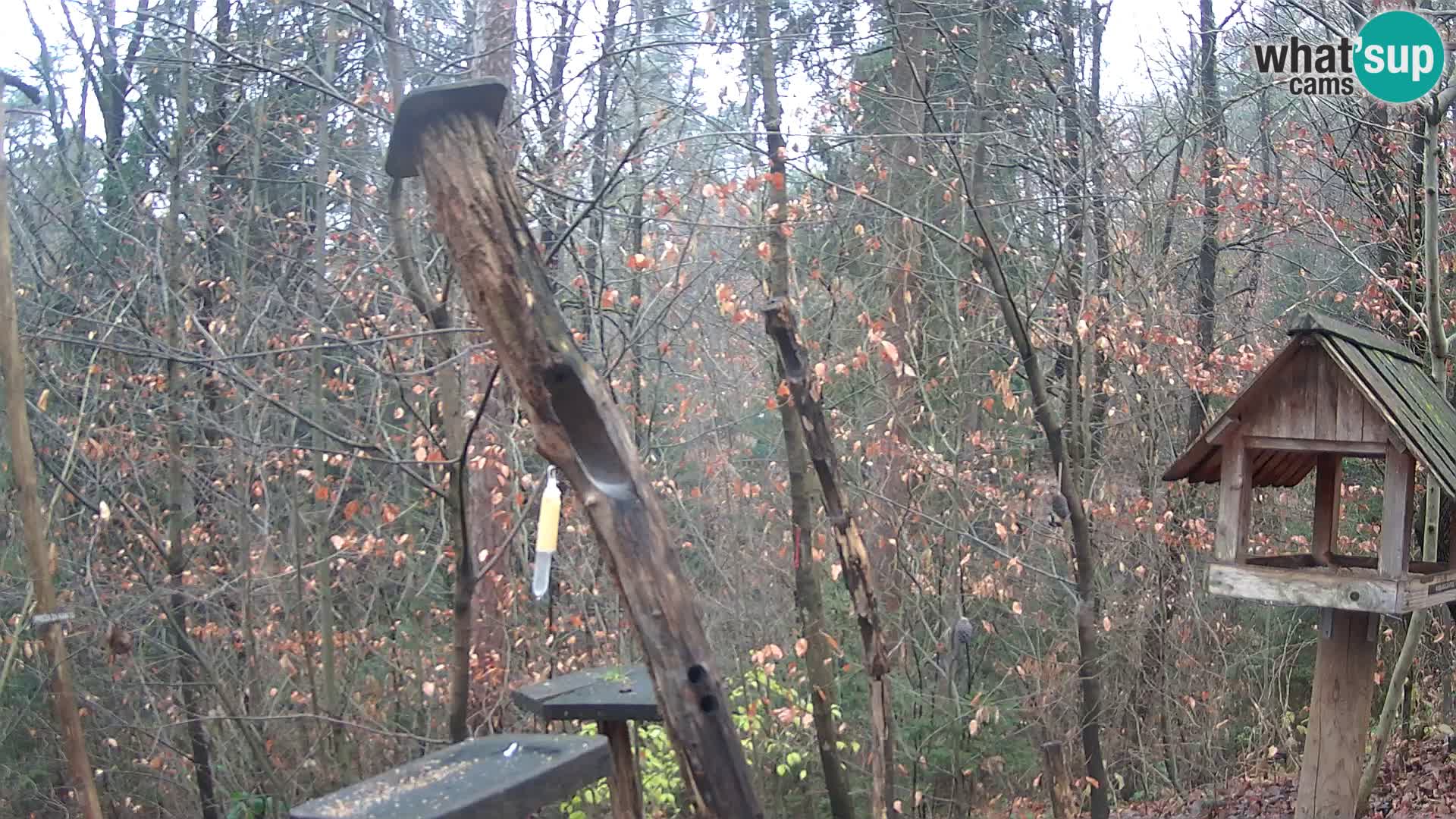 Mangeoires pour oiseaux au ZOO live webcam Ljubljana
