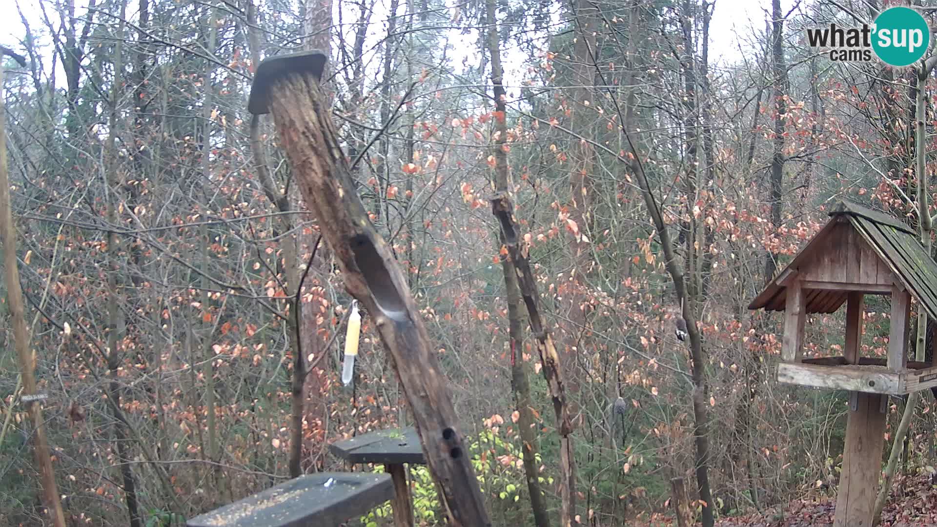 Vogelfutterhäuschen im ZOO webcam Ljubljana