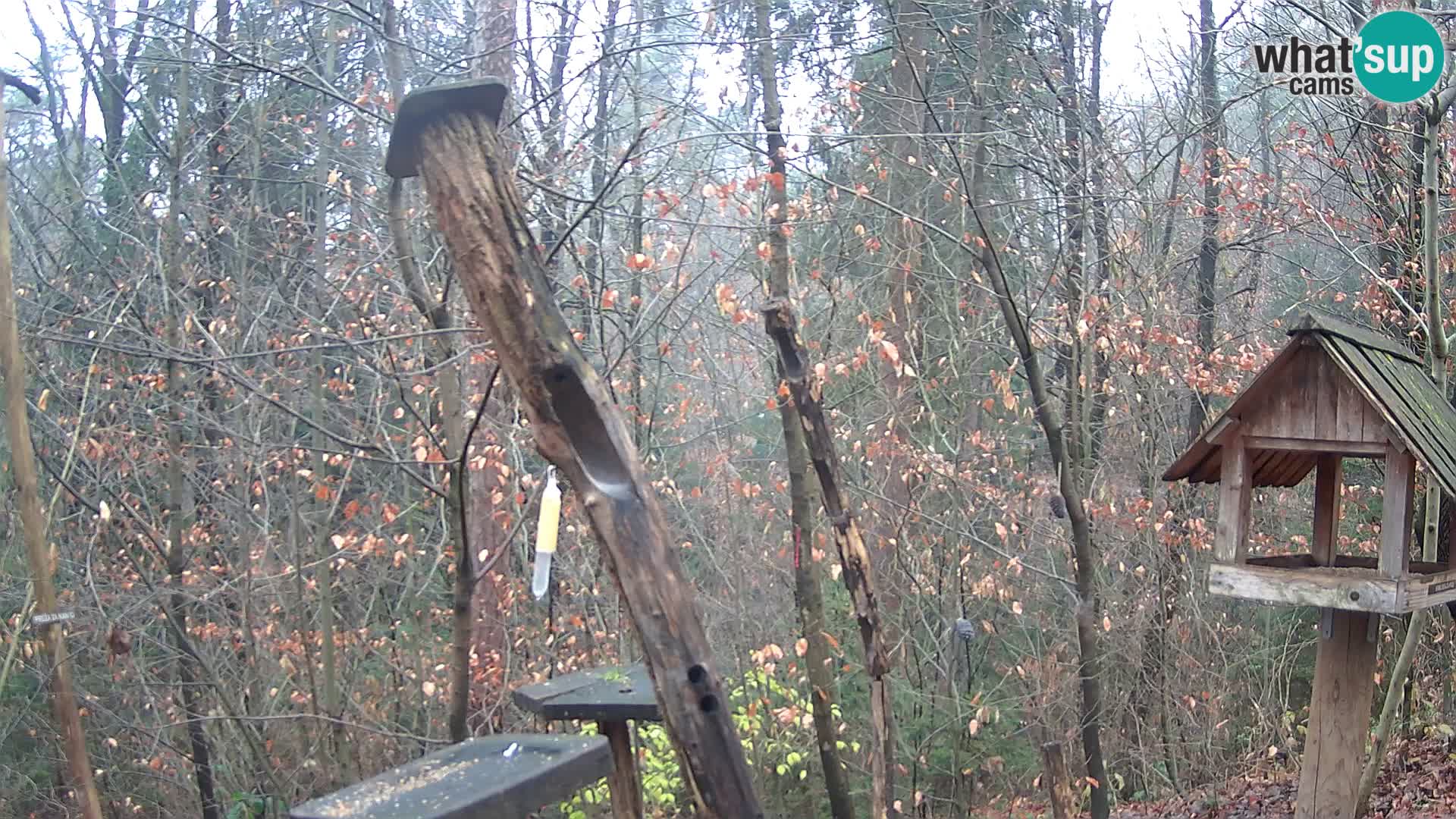 Hranilice za ptice u ZOO web kamera Ljubljana