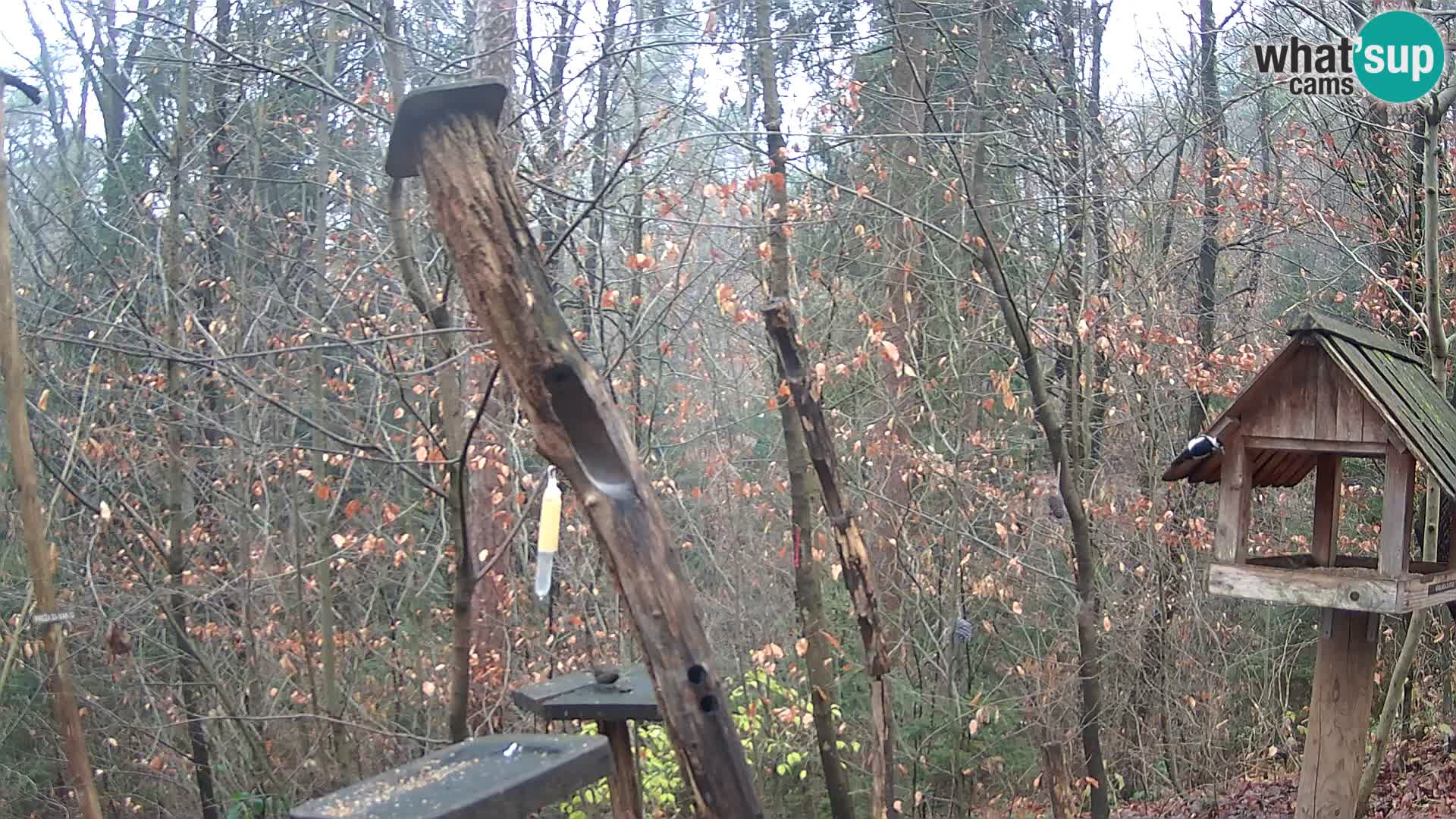 Krmilnice za ptiče v ZOO Ljubljana spletna kamera