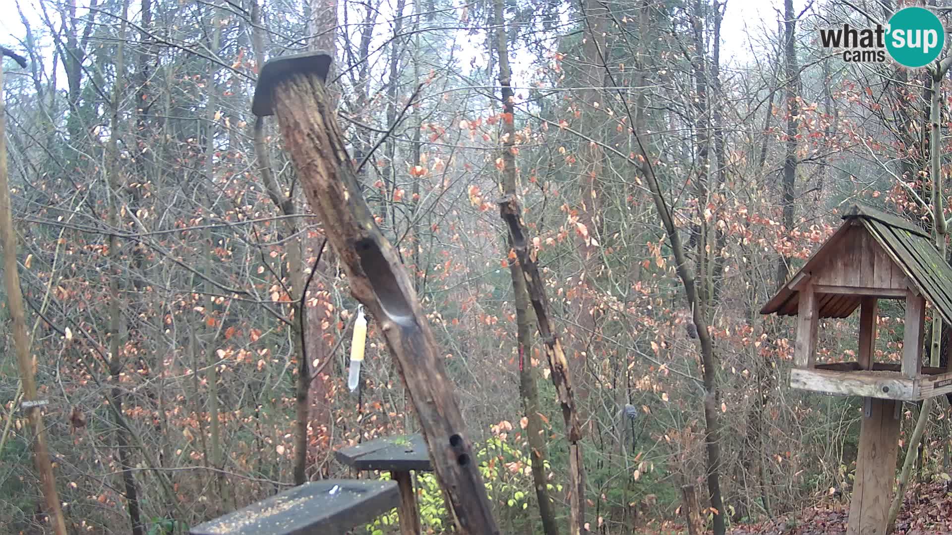 Krmilnice za ptiče v ZOO Ljubljana spletna kamera