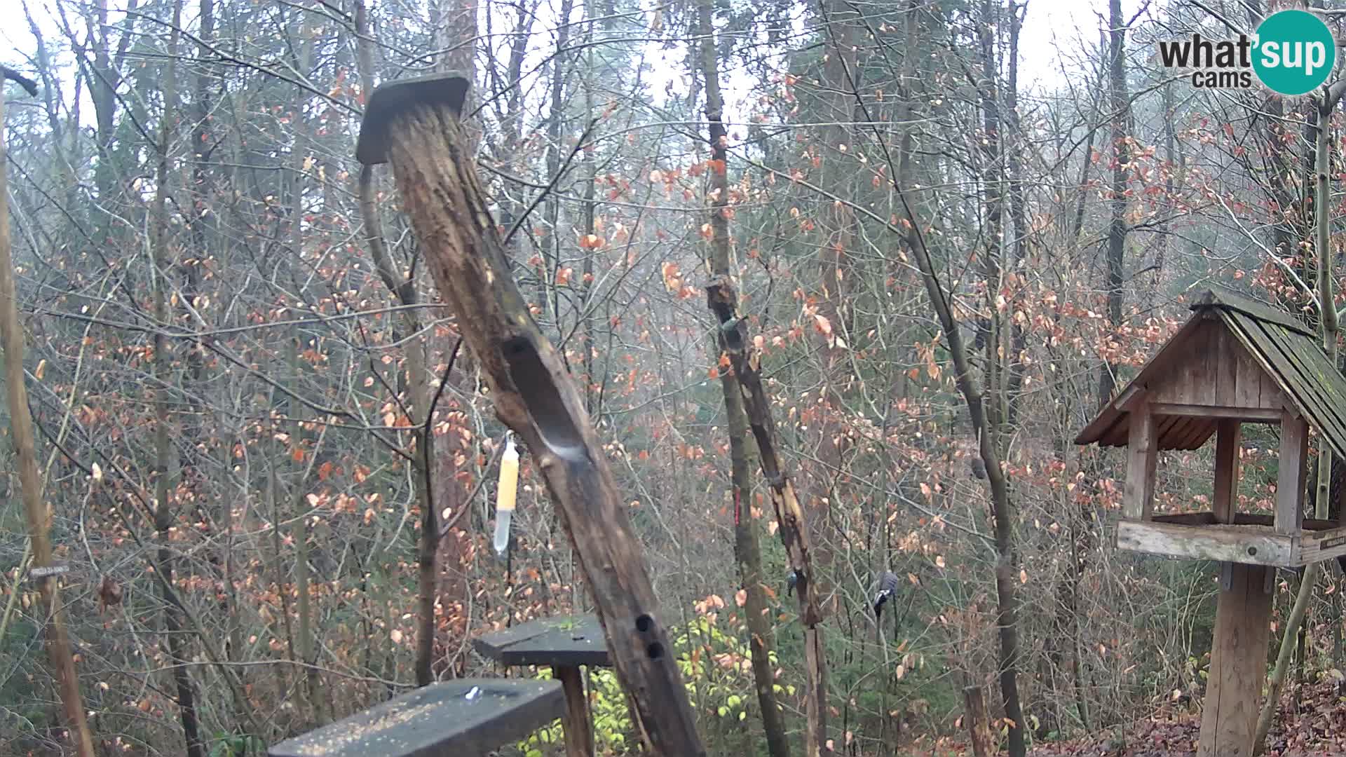 Krmilnice za ptiče v ZOO Ljubljana spletna kamera