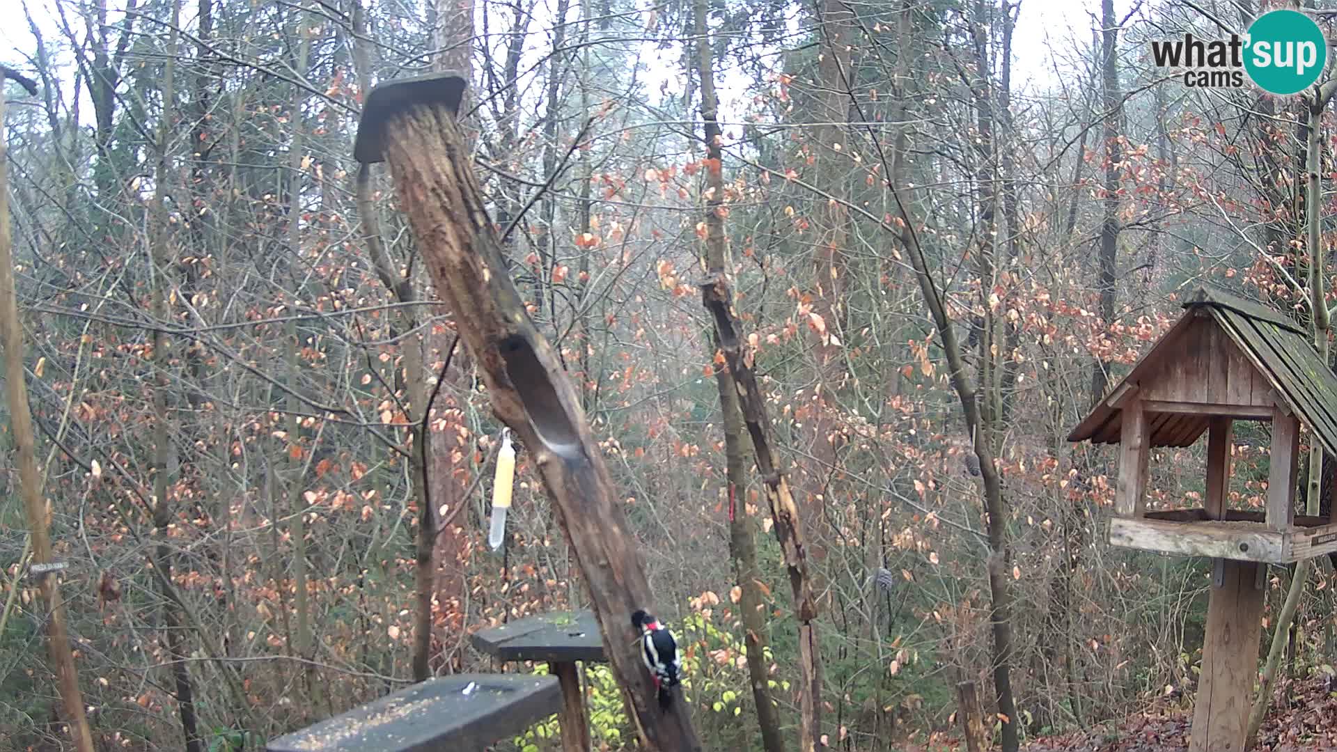 Bird feeders at ZOO Ljubljana webcam