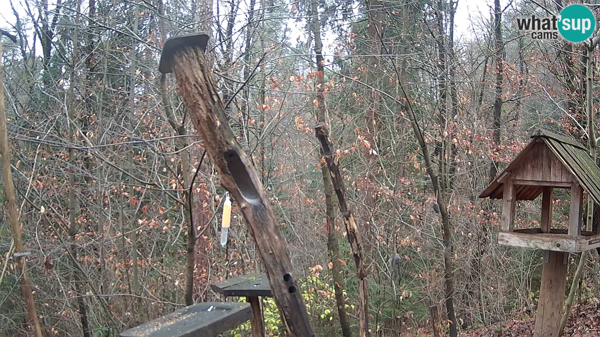 Krmilnice za ptiče v ZOO Ljubljana spletna kamera