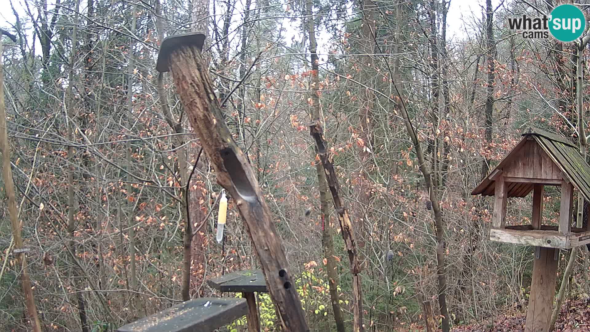 Vogelfutterhäuschen im ZOO webcam Ljubljana