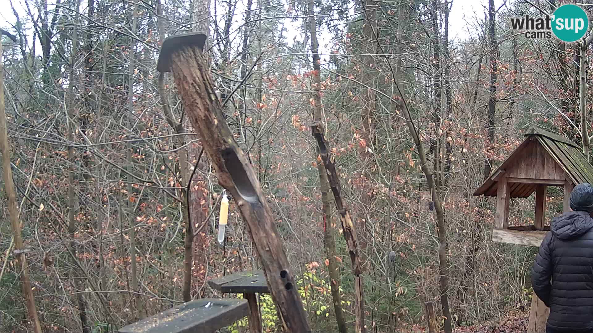 Hranilice za ptice u ZOO web kamera Ljubljana