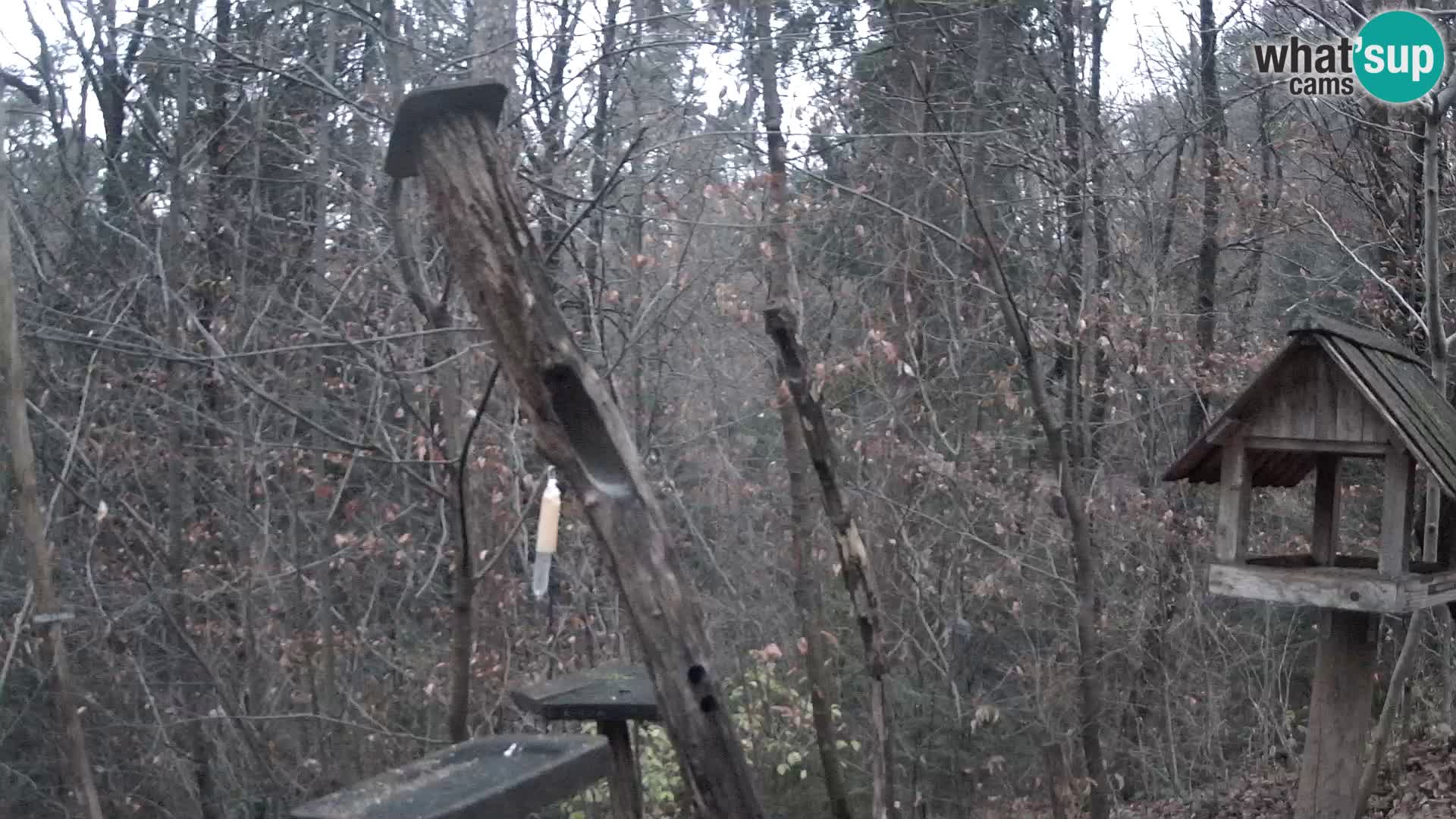 Vogelfutterhäuschen im ZOO webcam Ljubljana