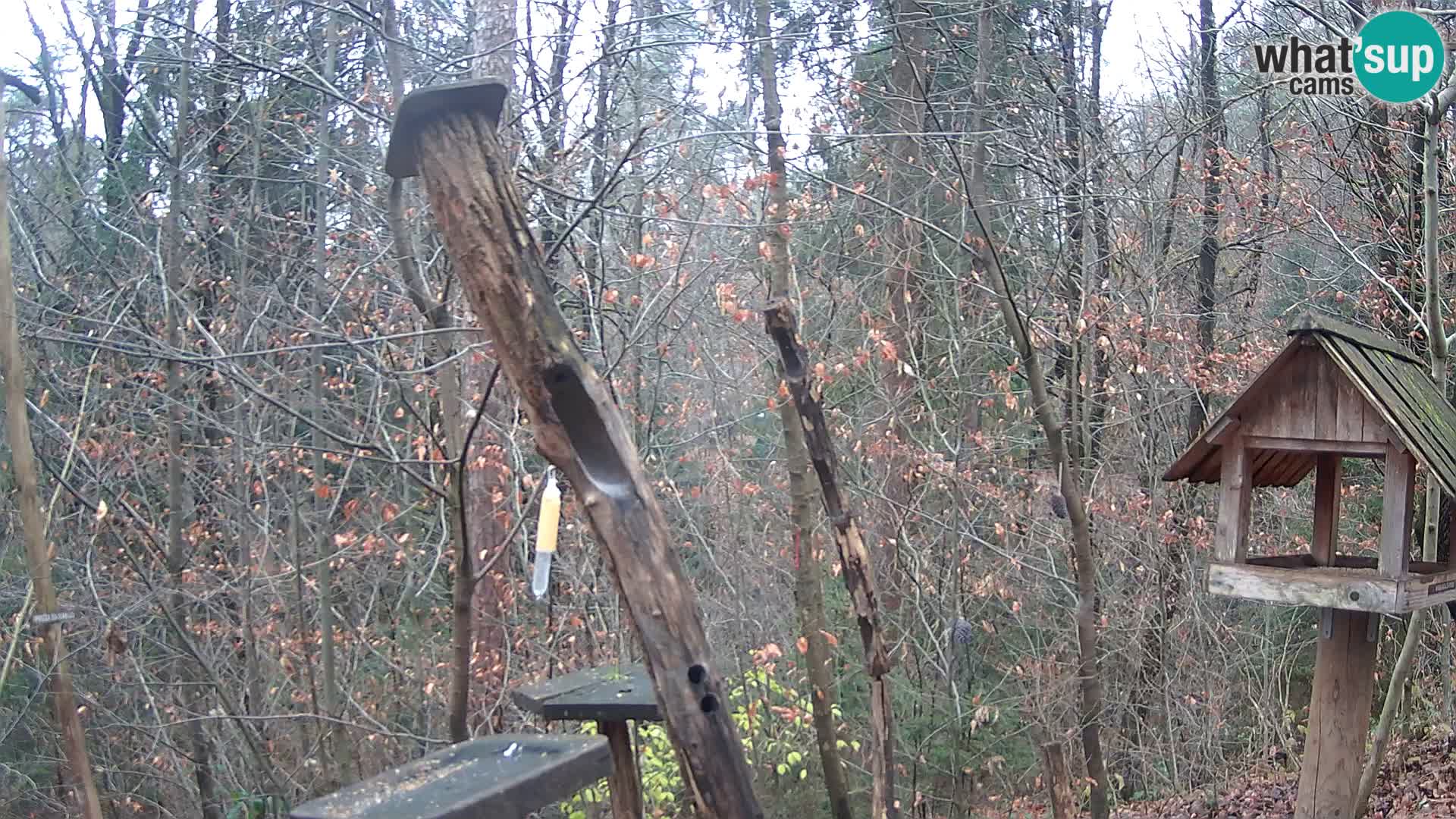 Mangeoires pour oiseaux au ZOO live webcam Ljubljana