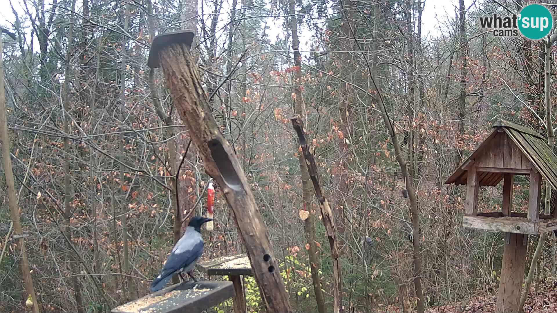 Mangeoires pour oiseaux au ZOO live webcam Ljubljana