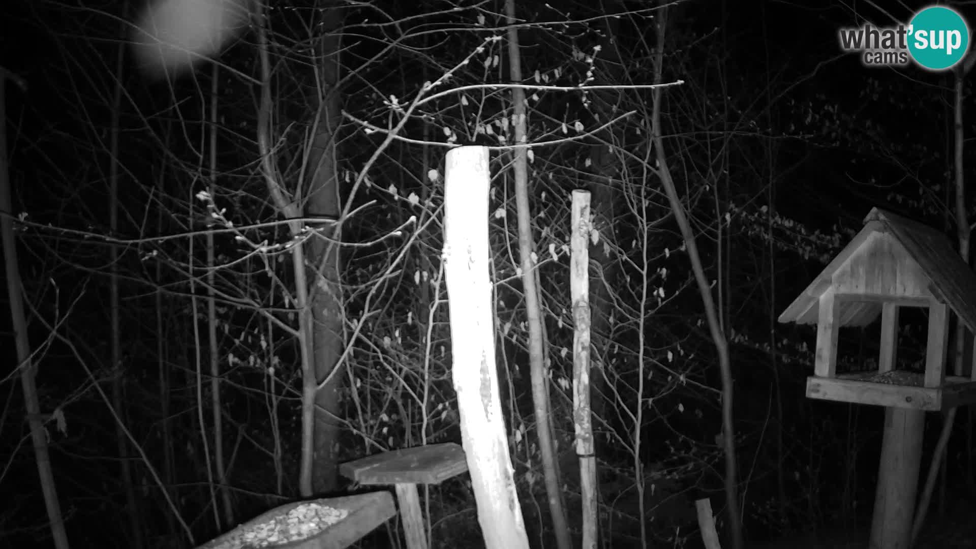 Krmilnice za ptiče v ZOO Ljubljana spletna kamera