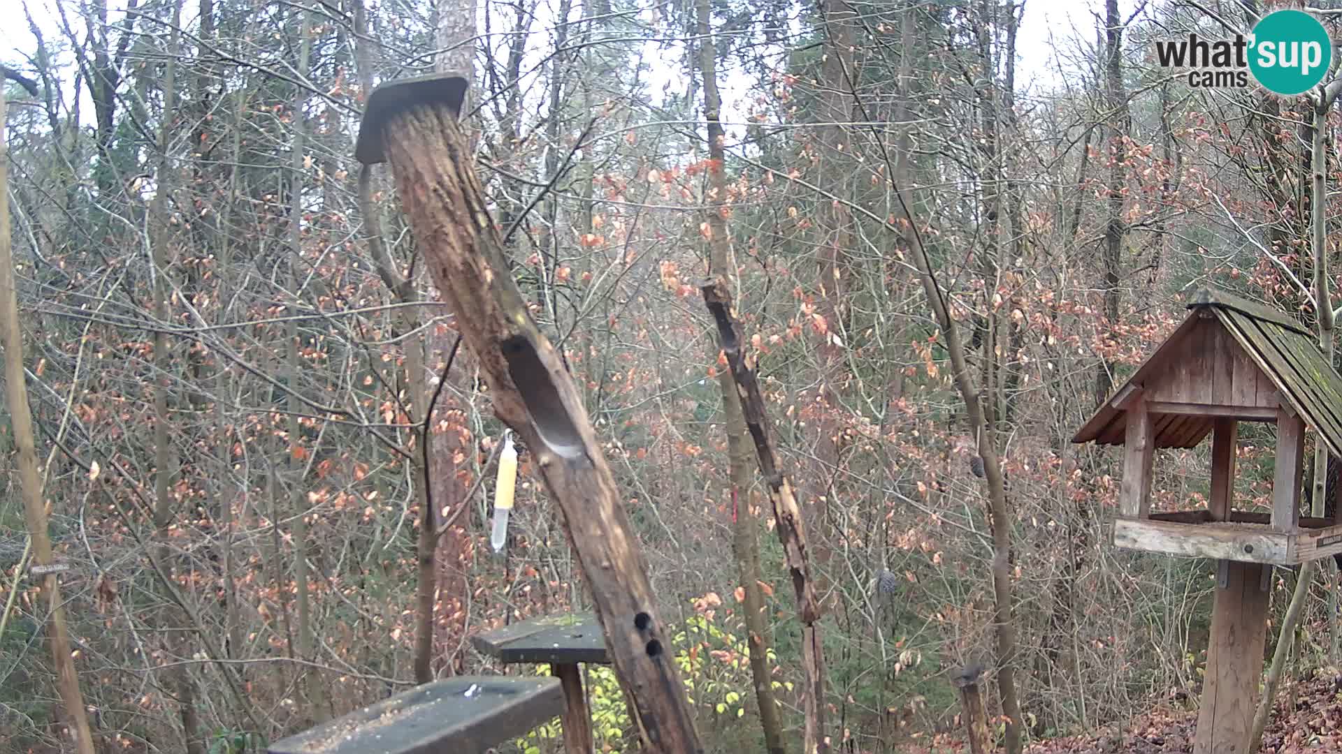 Mangiatoie per uccelli allo ZOO di Lubiana livecam