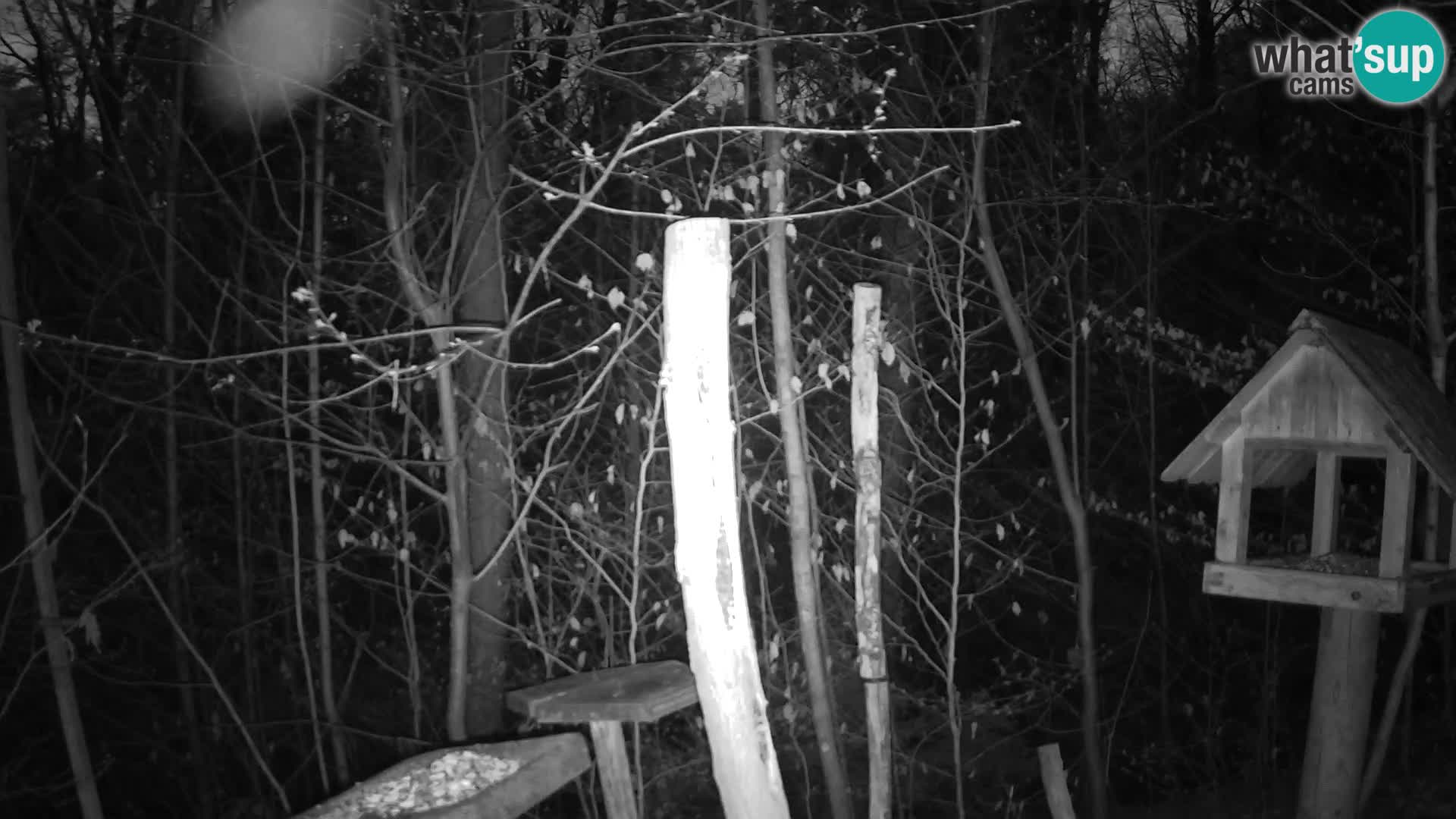 Mangiatoie per uccelli allo ZOO di Lubiana livecam