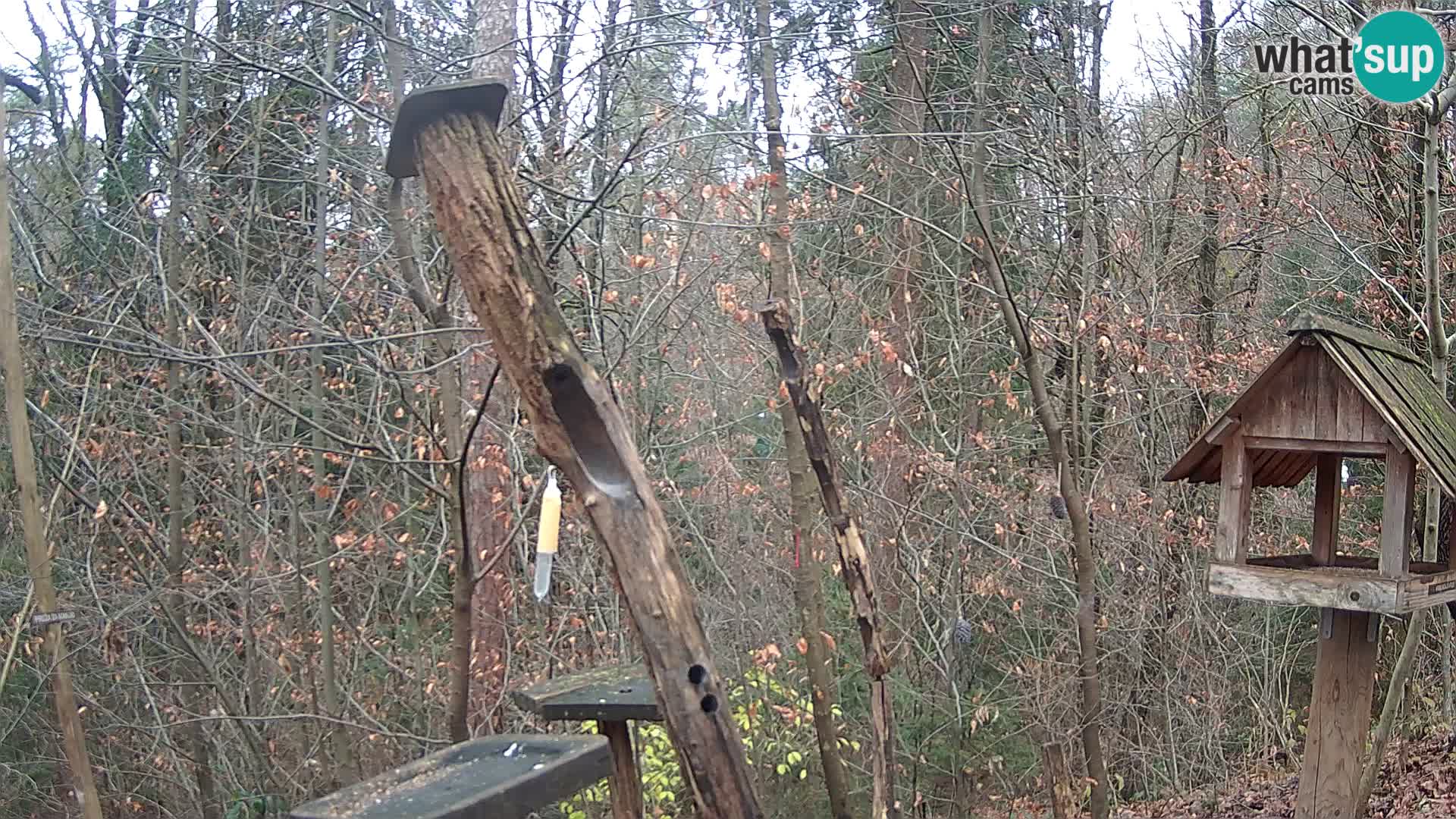 Vogelfutterhäuschen im ZOO webcam Ljubljana