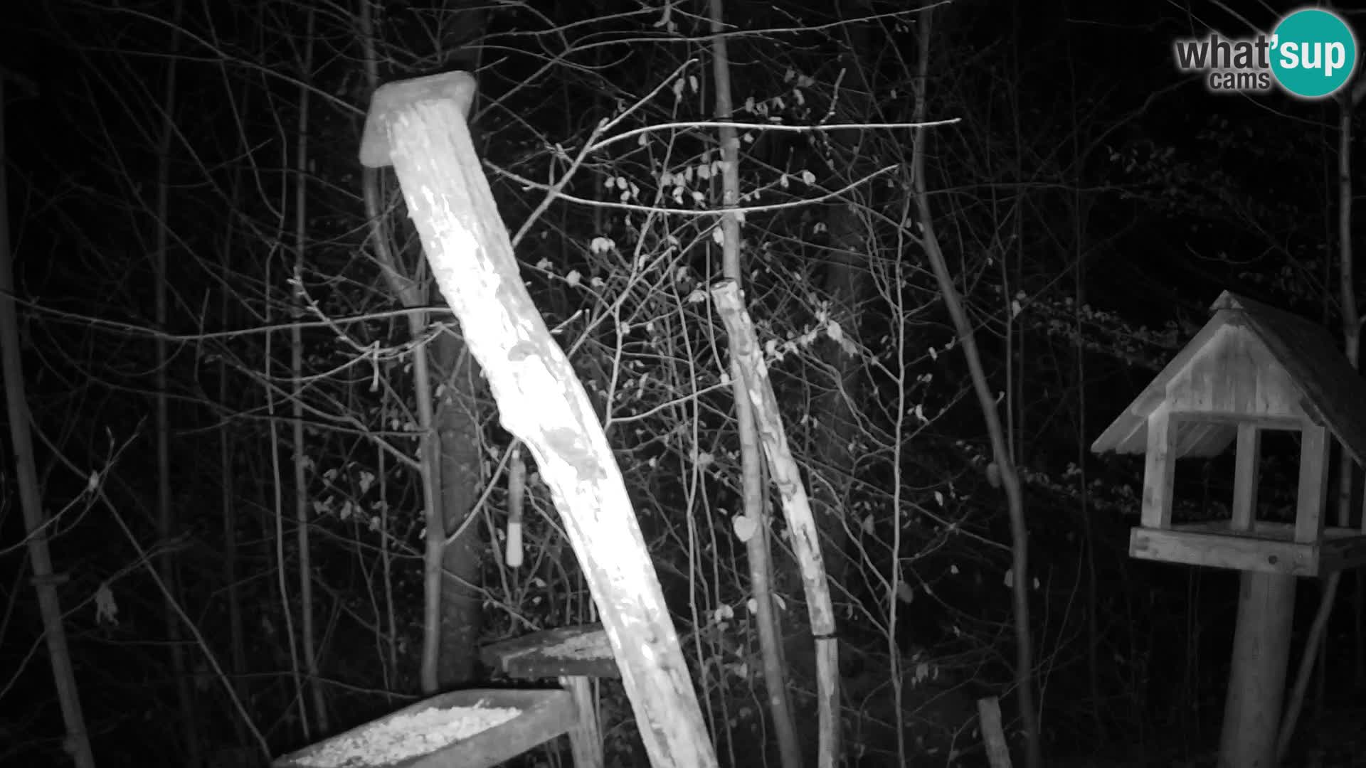 Bird feeders at ZOO Ljubljana webcam