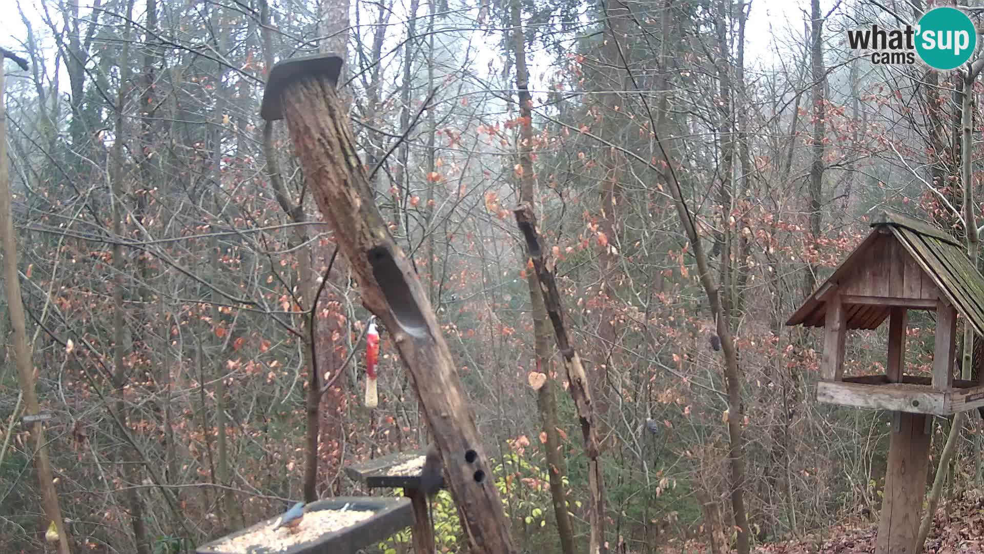 Krmilnice za ptiče v ZOO Ljubljana spletna kamera