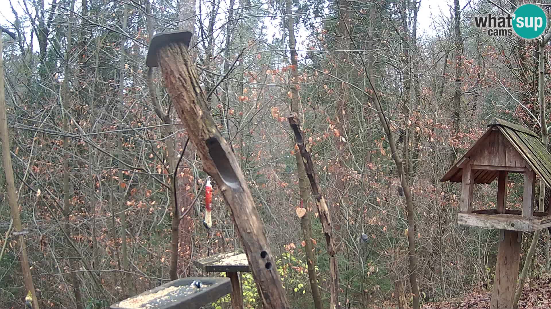 Comederos para pájaros en ZOO Ljubljana camera en vivo