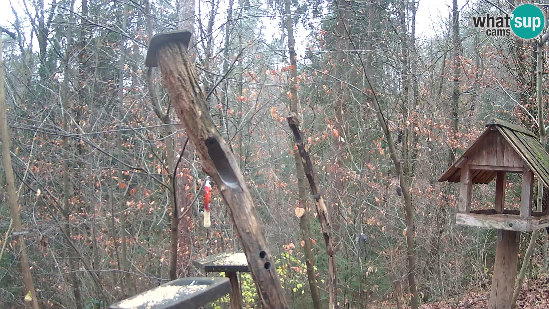 Comederos para pájaros en ZOO Ljubljana camera en vivo