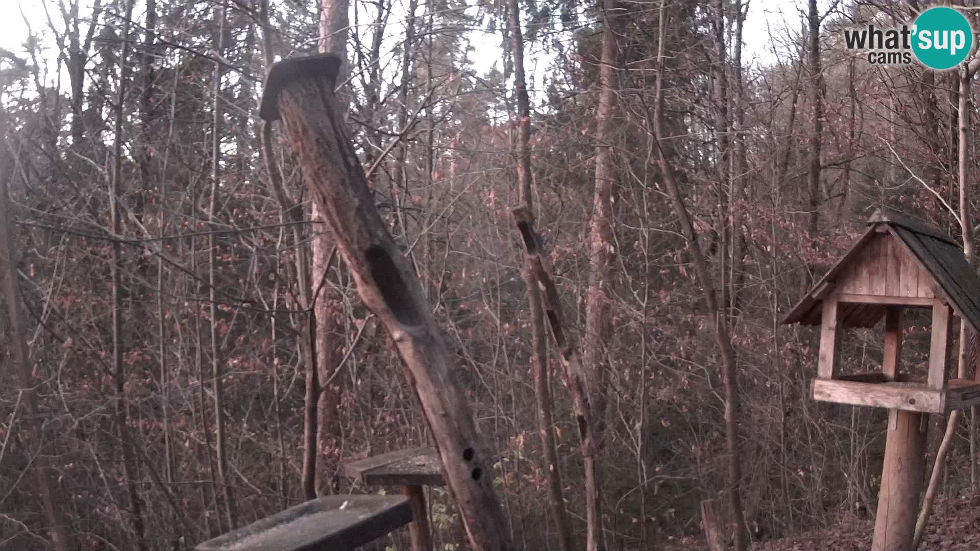 Mangeoires pour oiseaux au ZOO live webcam Ljubljana