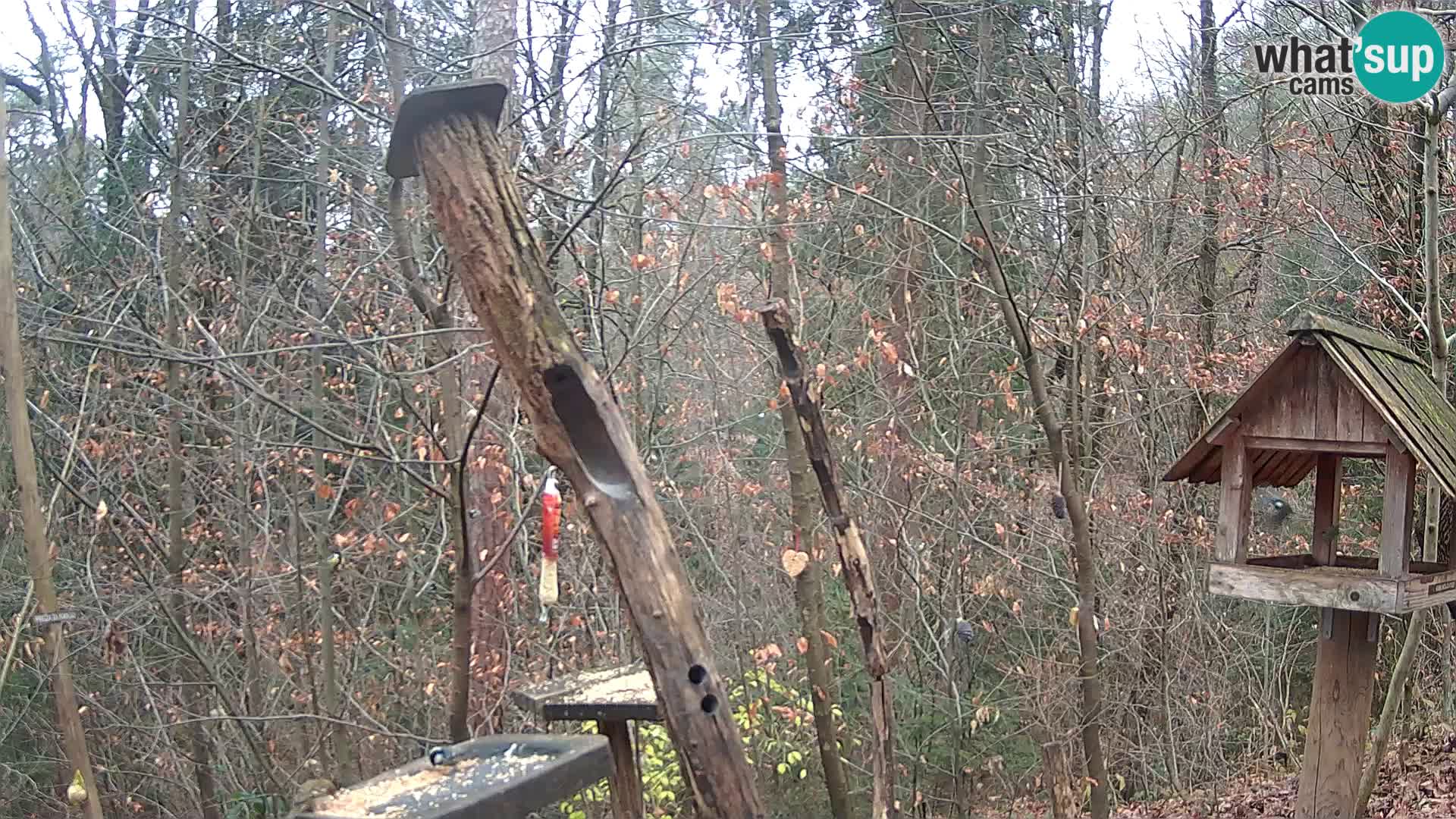 Comederos para pájaros en ZOO Ljubljana camera en vivo