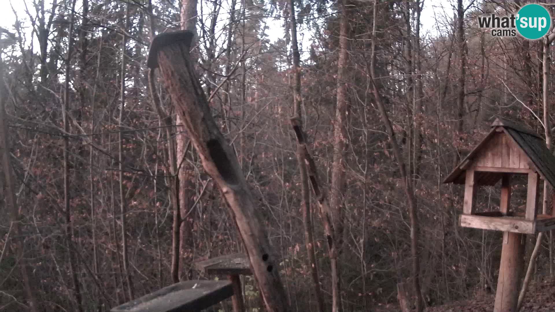 Hranilice za ptice u ZOO web kamera Ljubljana