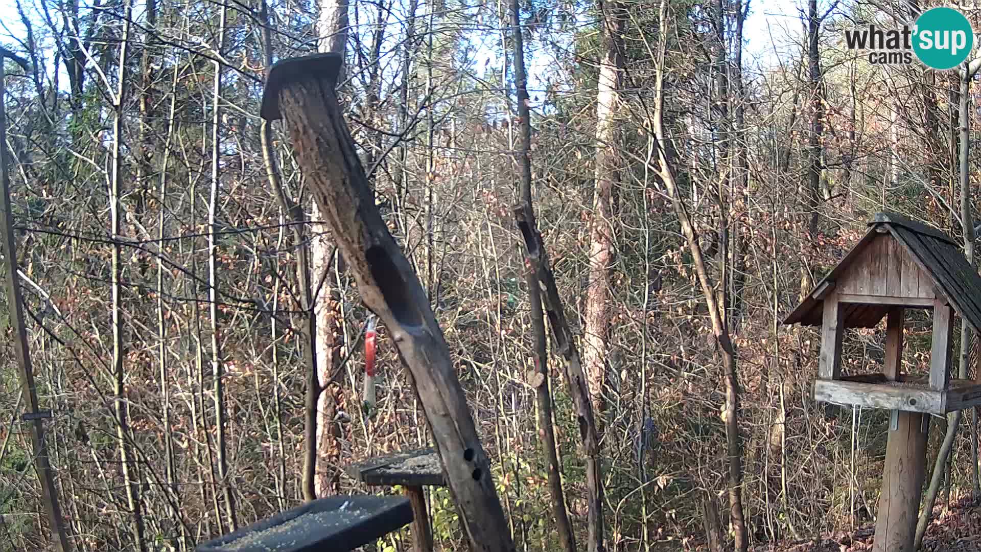 Mangeoires pour oiseaux au ZOO live webcam Ljubljana