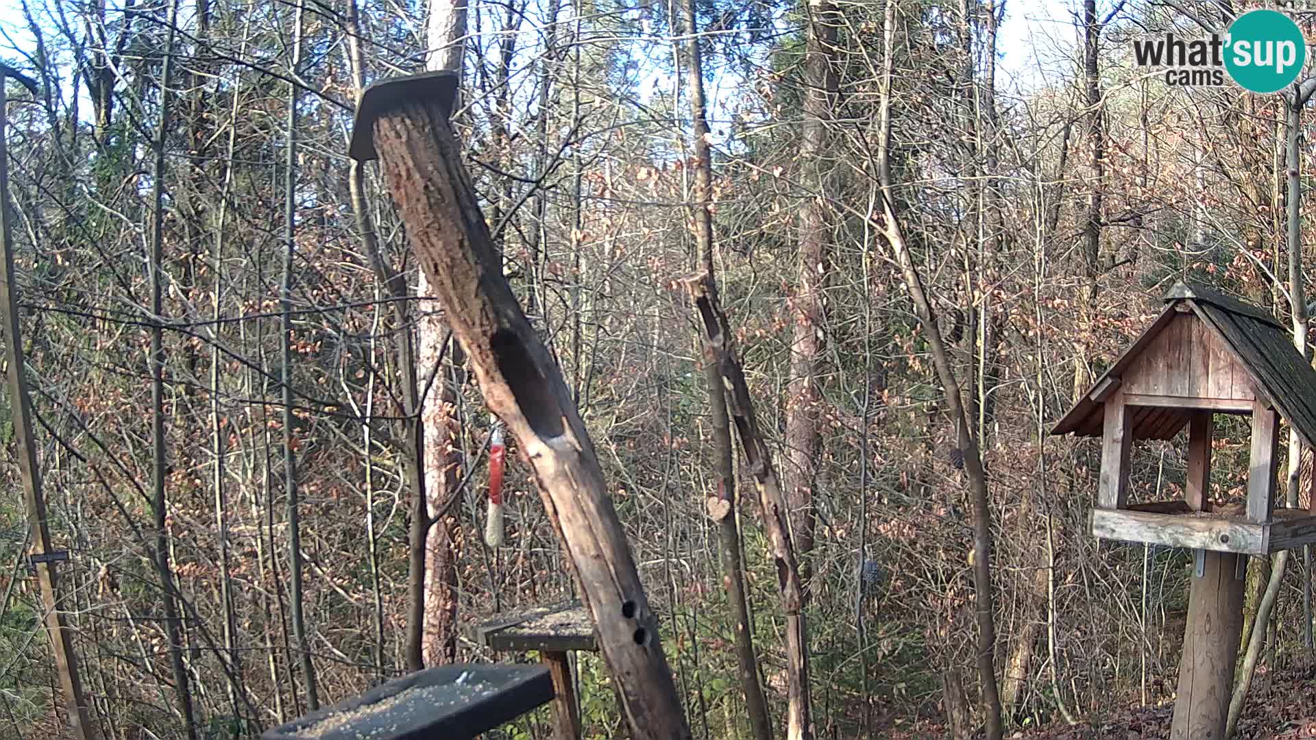 Krmilnice za ptiče v ZOO Ljubljana spletna kamera