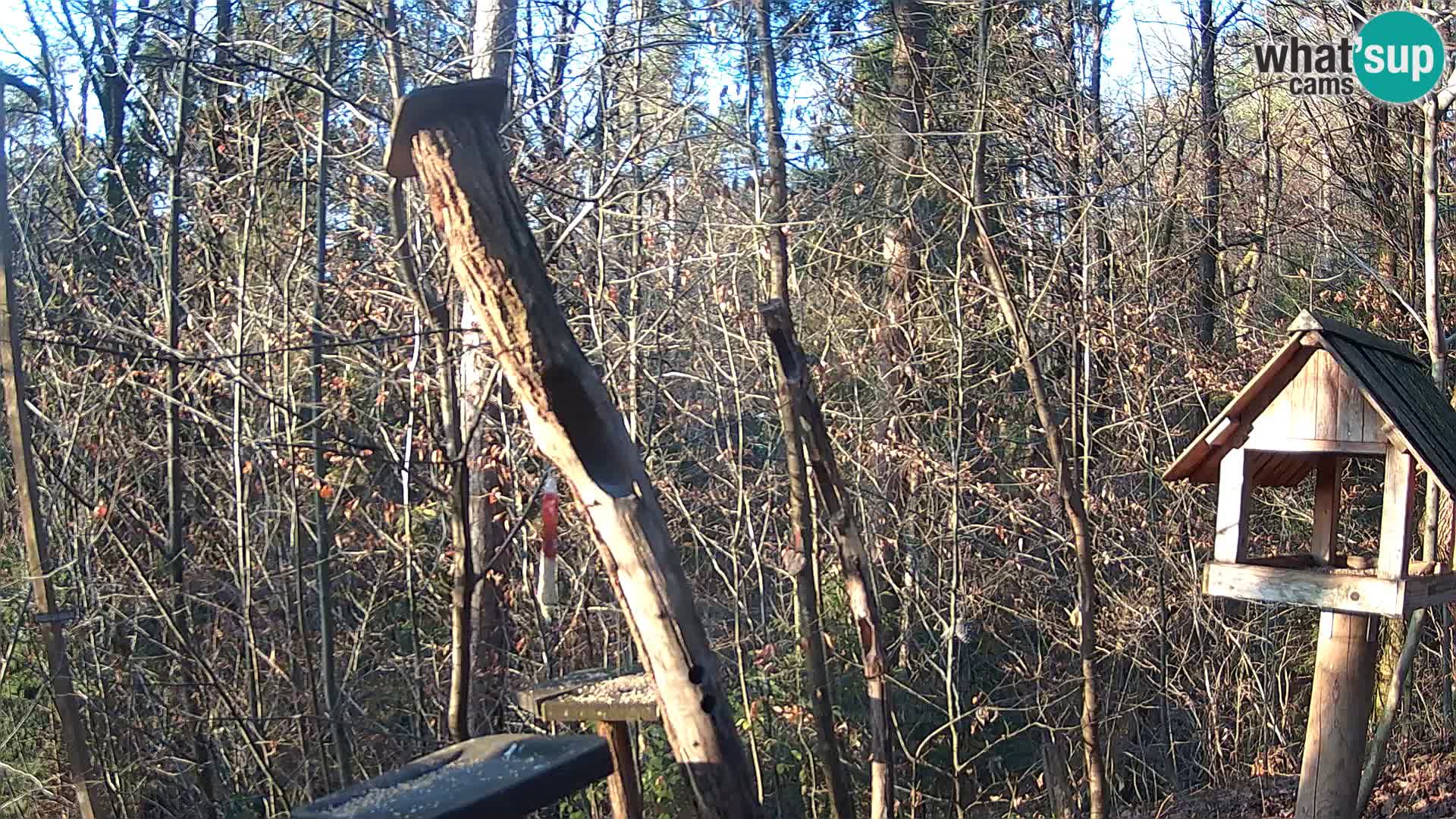 Hranilice za ptice u ZOO web kamera Ljubljana