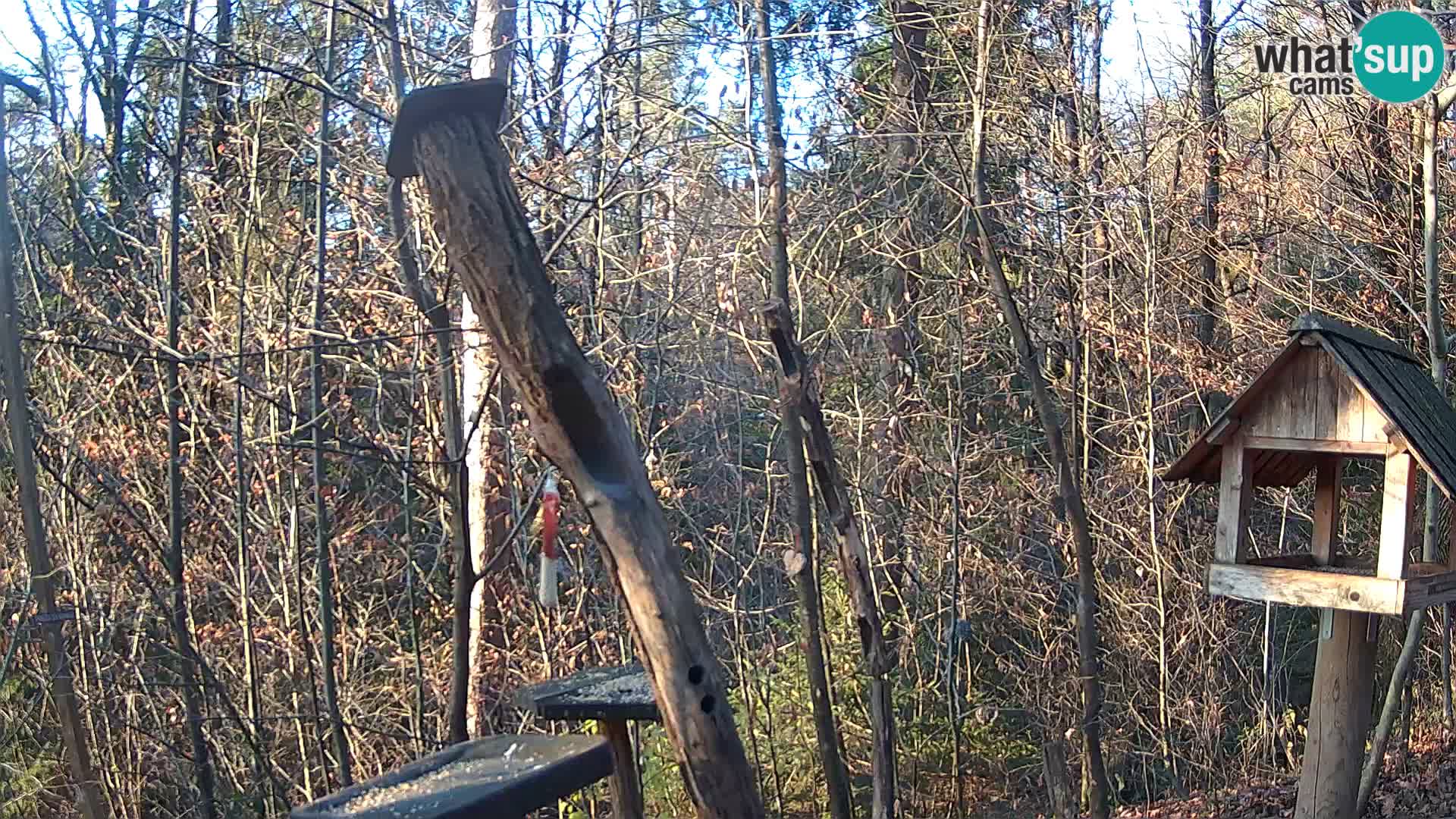Mangeoires pour oiseaux au ZOO live webcam Ljubljana