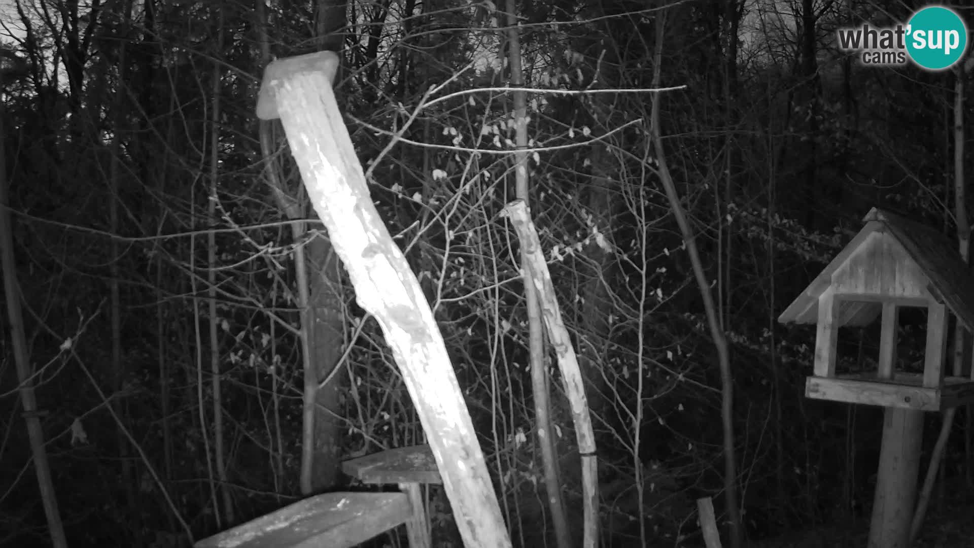 Vogelfutterhäuschen im ZOO webcam Ljubljana