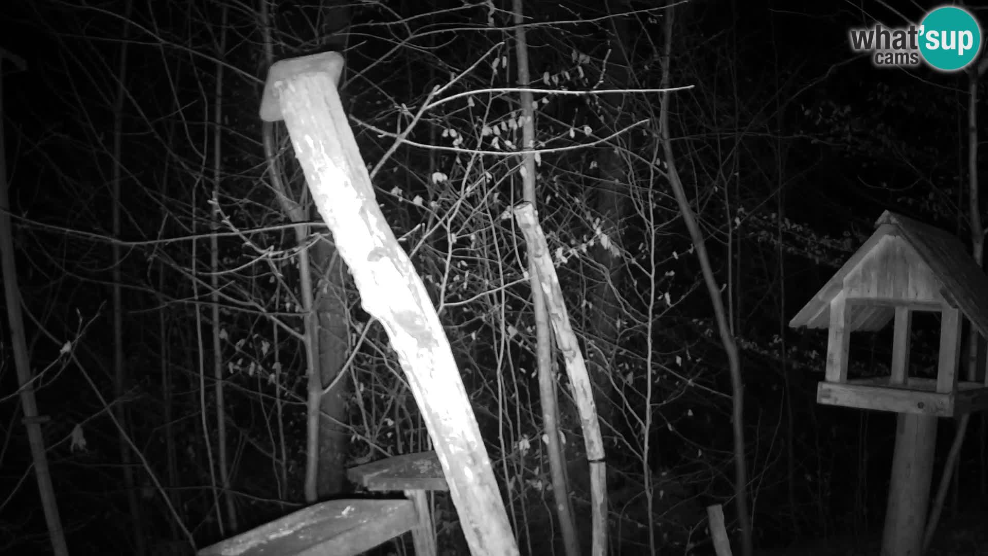 Mangiatoie per uccelli allo ZOO di Lubiana livecam