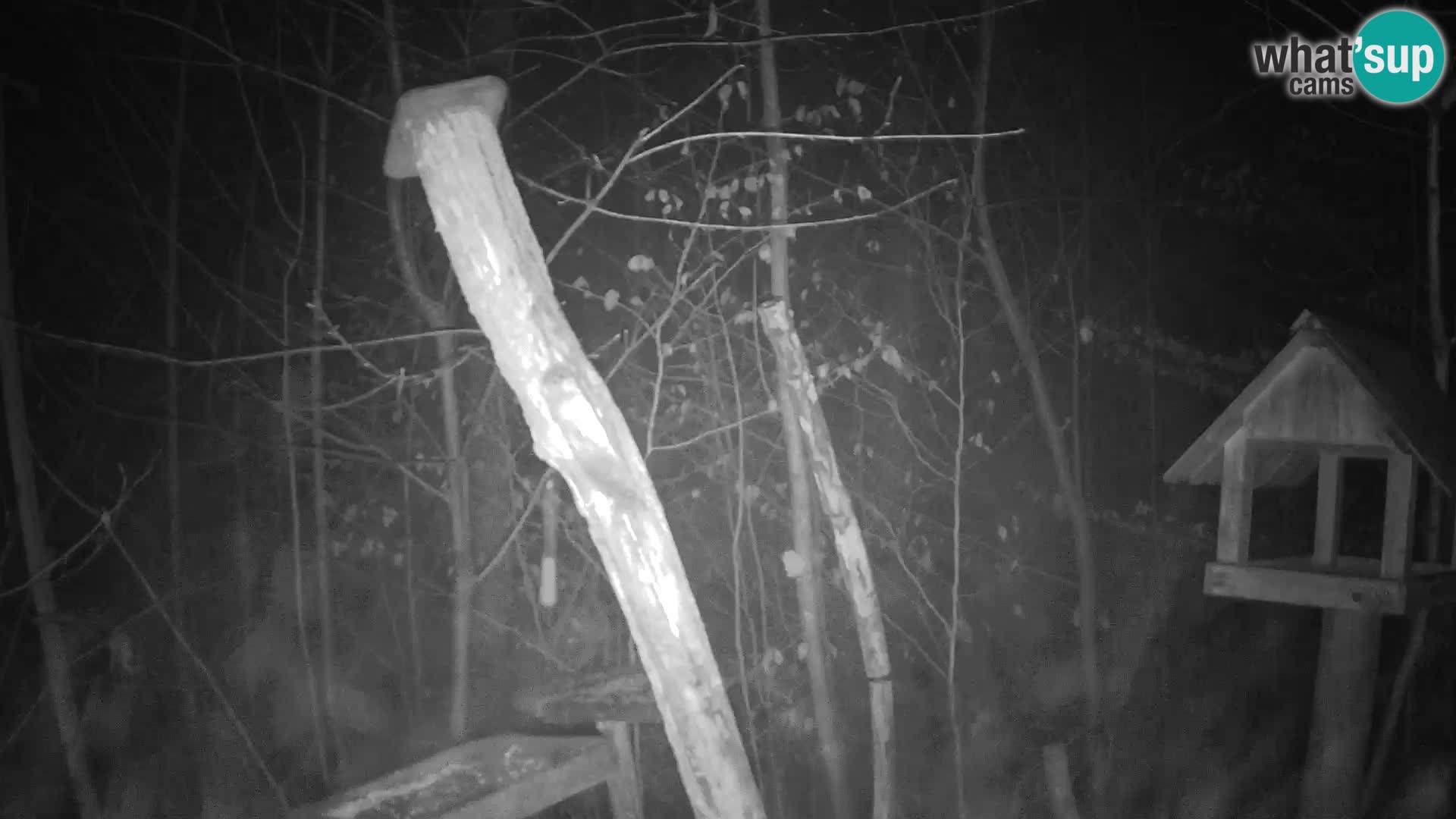 Mangiatoie per uccelli allo ZOO di Lubiana livecam