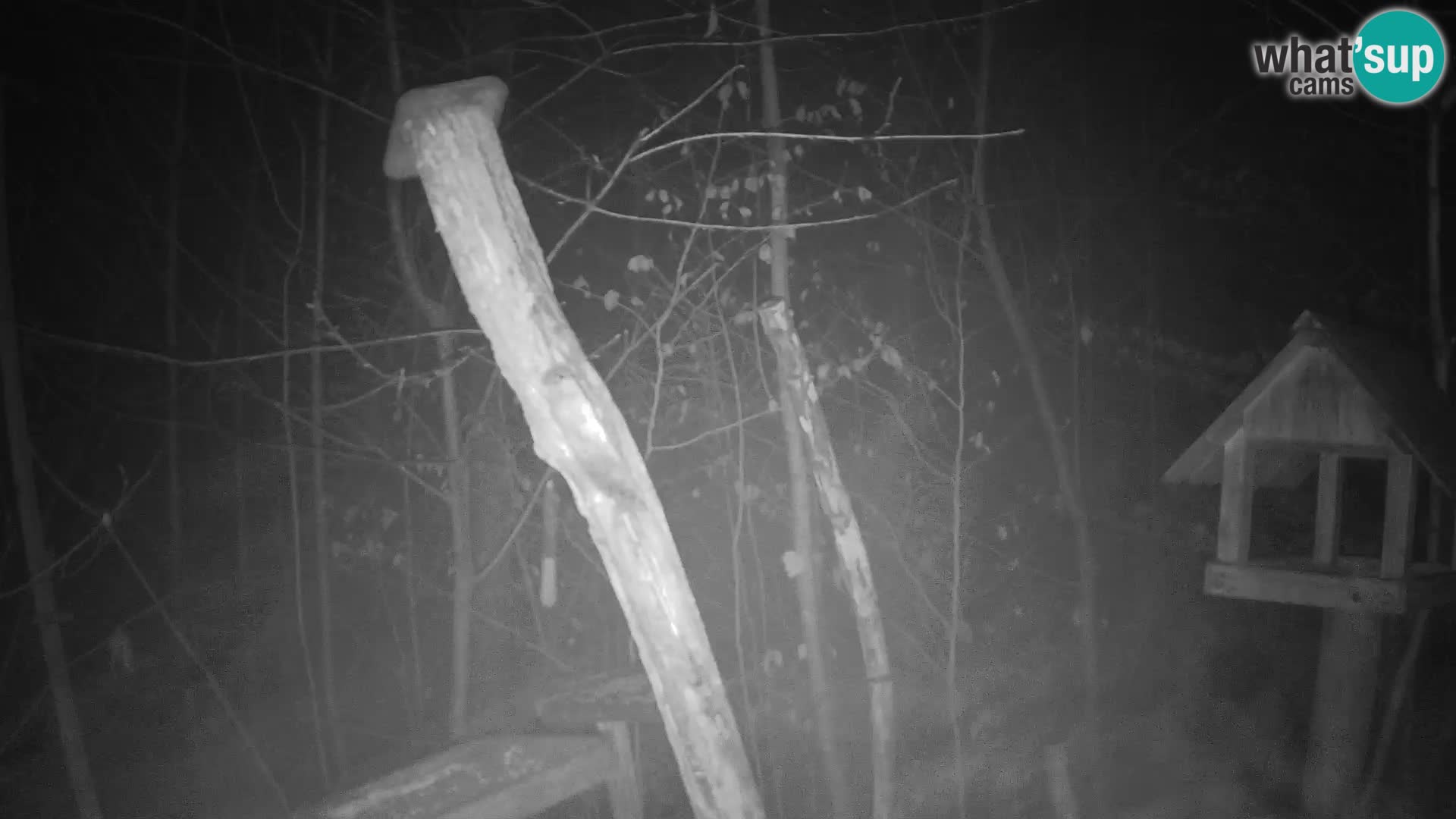 Mangeoires pour oiseaux au ZOO live webcam Ljubljana