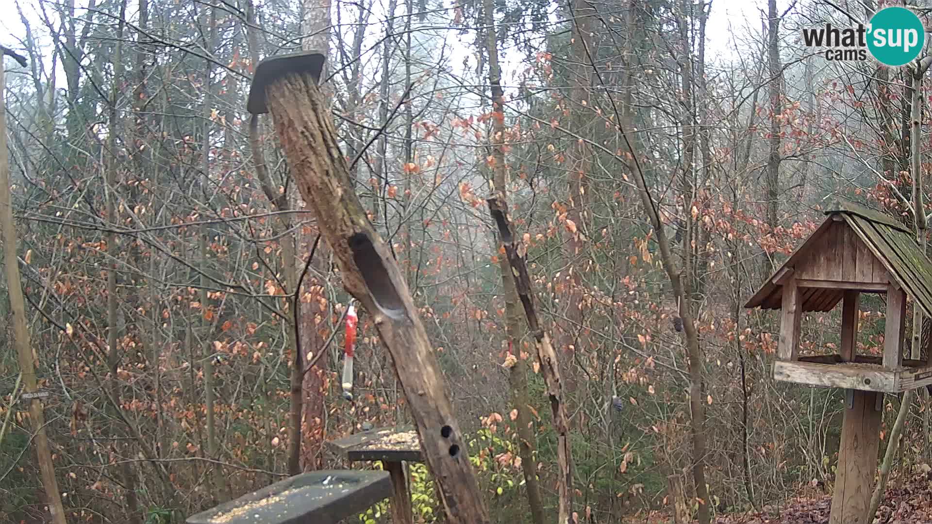 Bird feeders at ZOO Ljubljana webcam