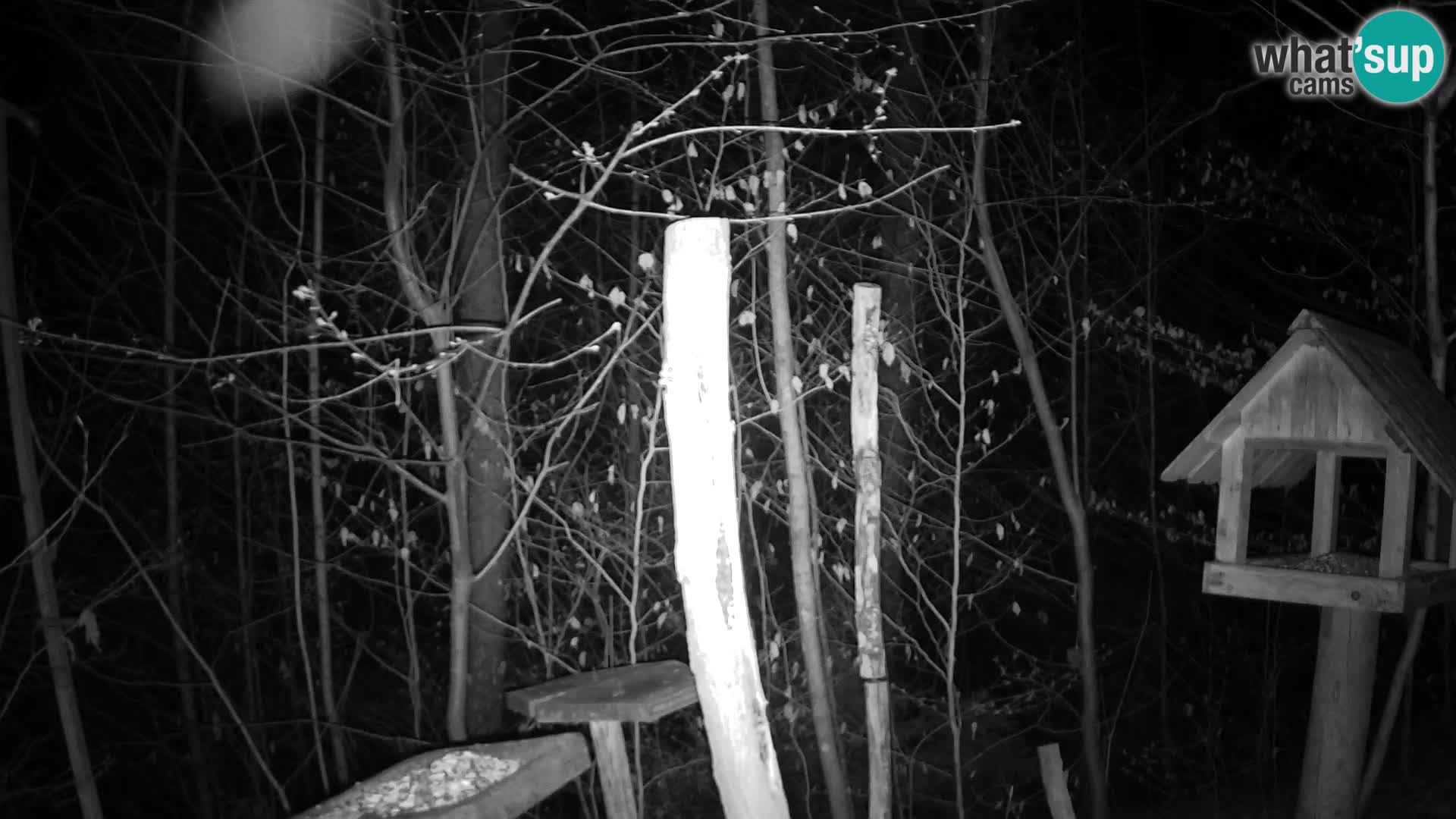 Hranilice za ptice u ZOO web kamera Ljubljana