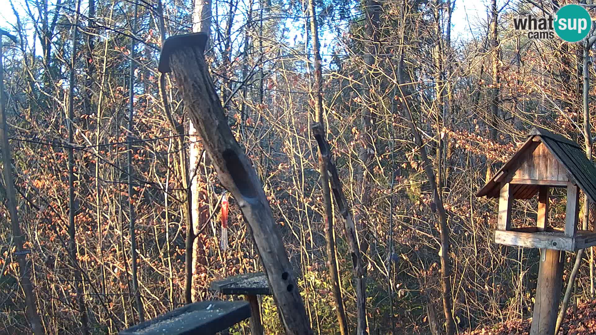 Bird feeders at ZOO Ljubljana webcam