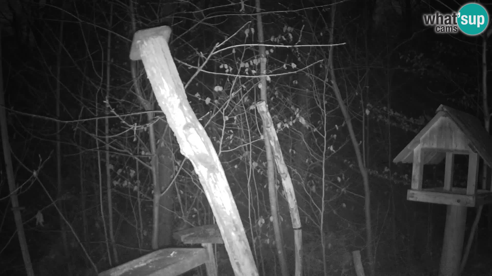 Mangeoires pour oiseaux au ZOO live webcam Ljubljana