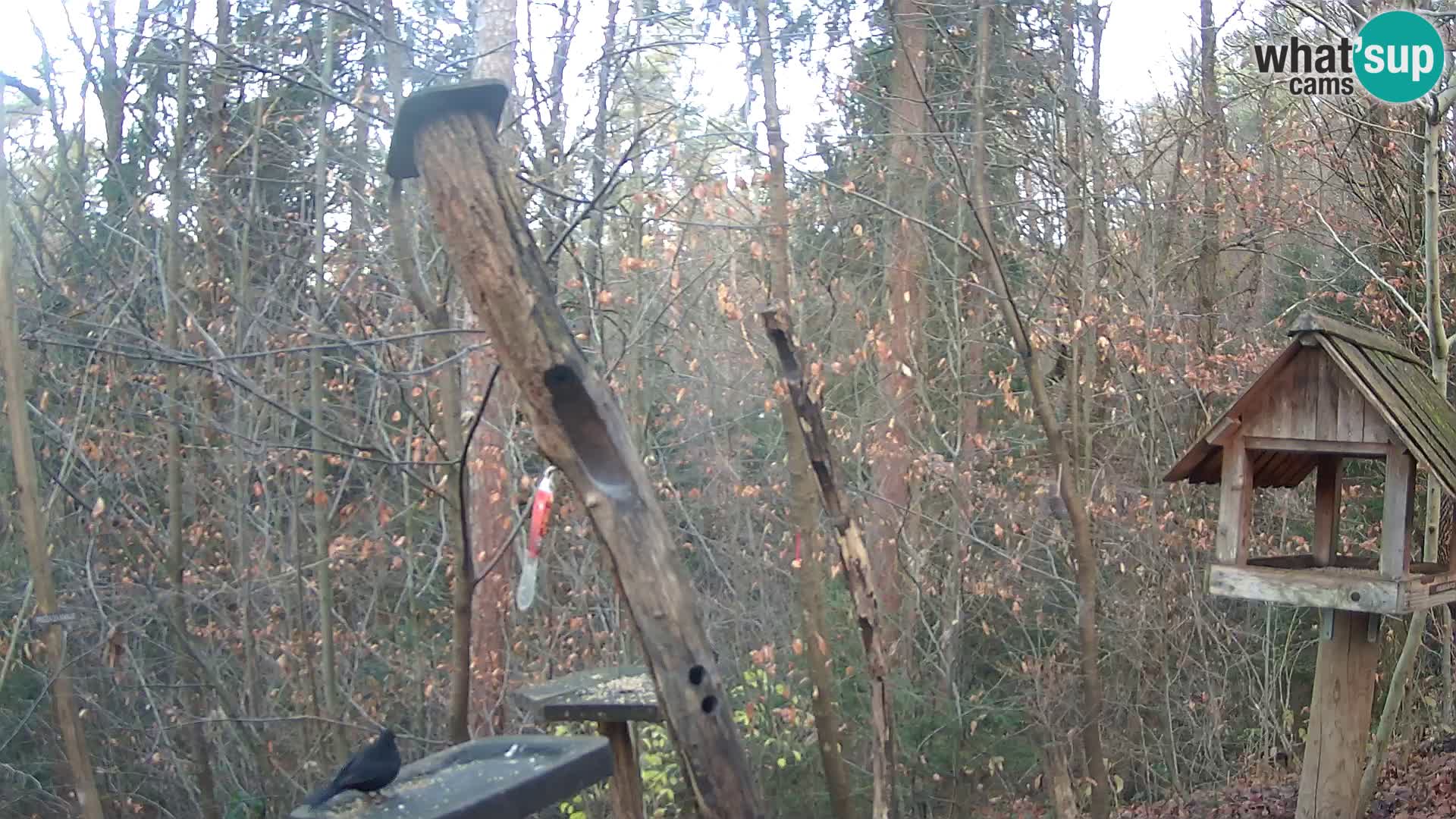 Vogelfutterhäuschen im ZOO webcam Ljubljana