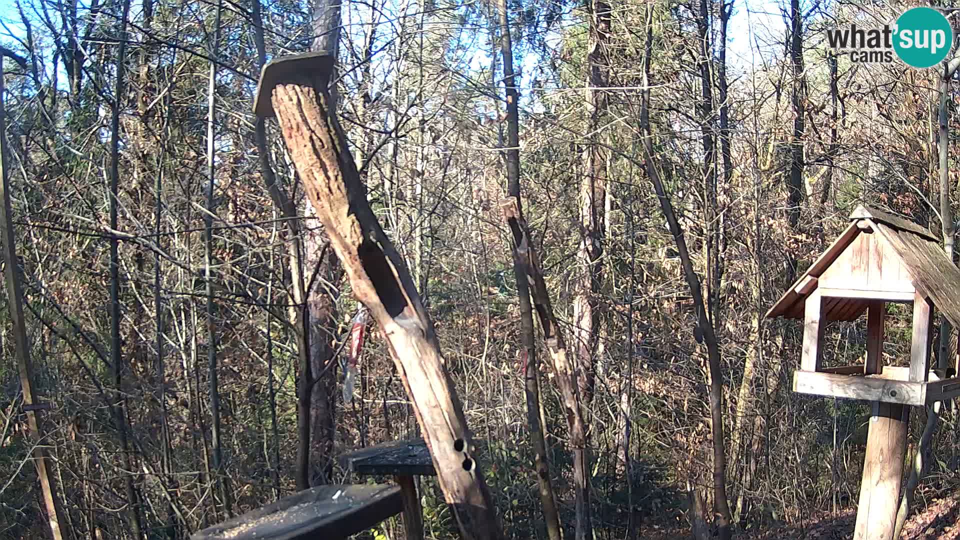 Krmilnice za ptiče v ZOO Ljubljana spletna kamera