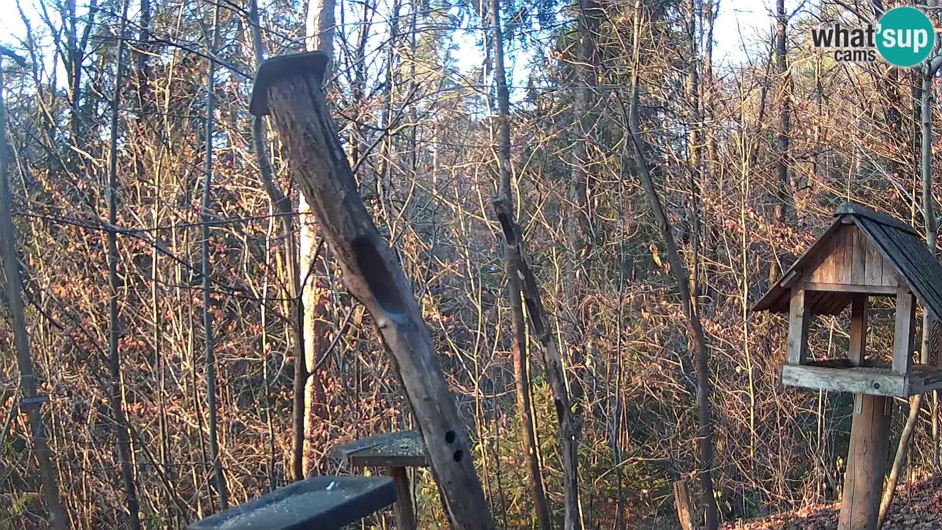 Comederos para pájaros en ZOO Ljubljana camera en vivo